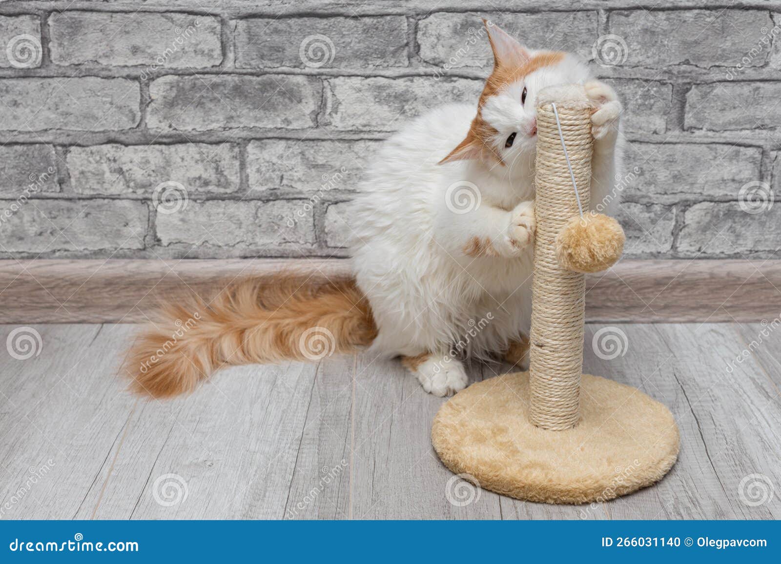 Cat Sharpens Its Claws on a Scratching Post Stock Photo Image of