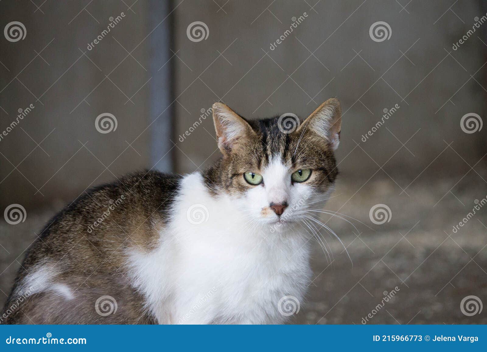 12 278 Cat Shelter Photos Free Royalty Free Stock Photos From Dreamstime