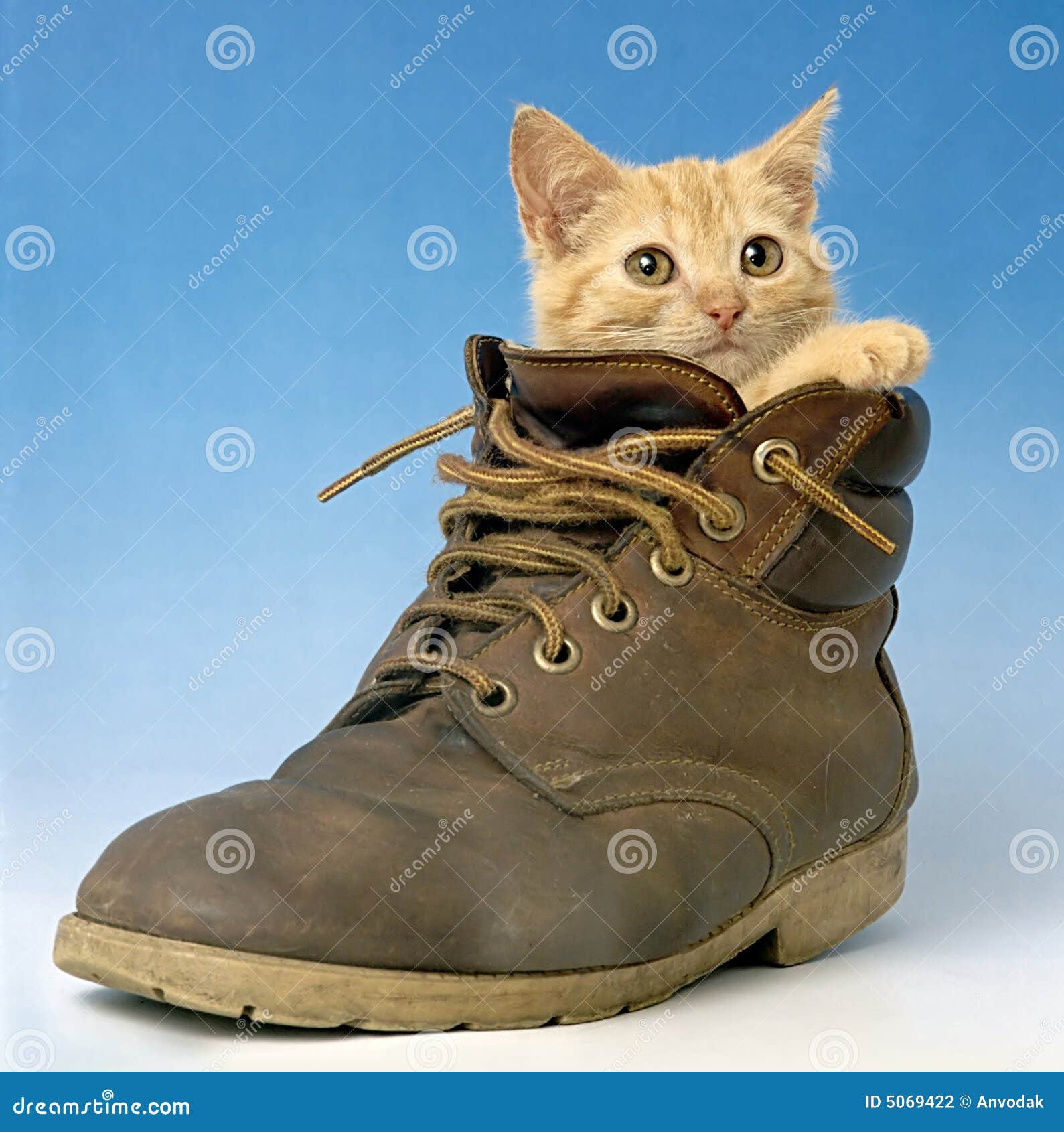 Cat in a shoe stock photo. Image of pretty, feline, young - 5069422