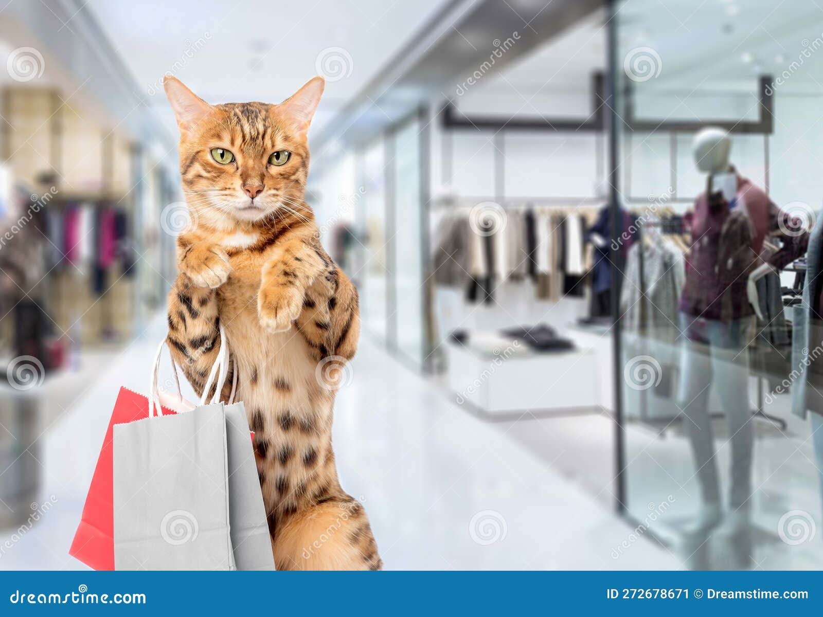 Cat with Shopping Bags in the Mall. Shopping Cat Stock Image Image of