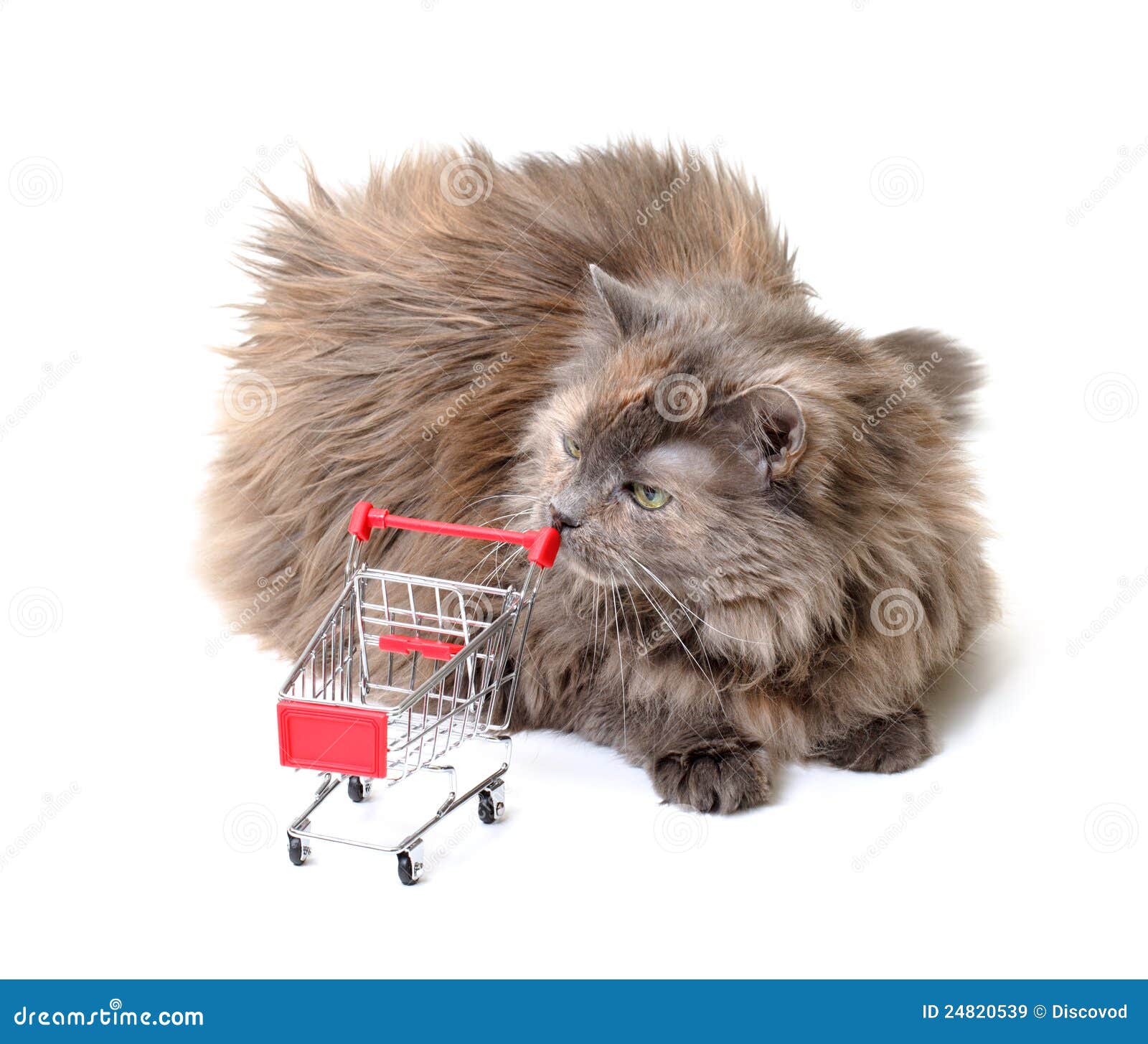 Cat with Shopping Cart stock image. Image of metal, commerce 24820539