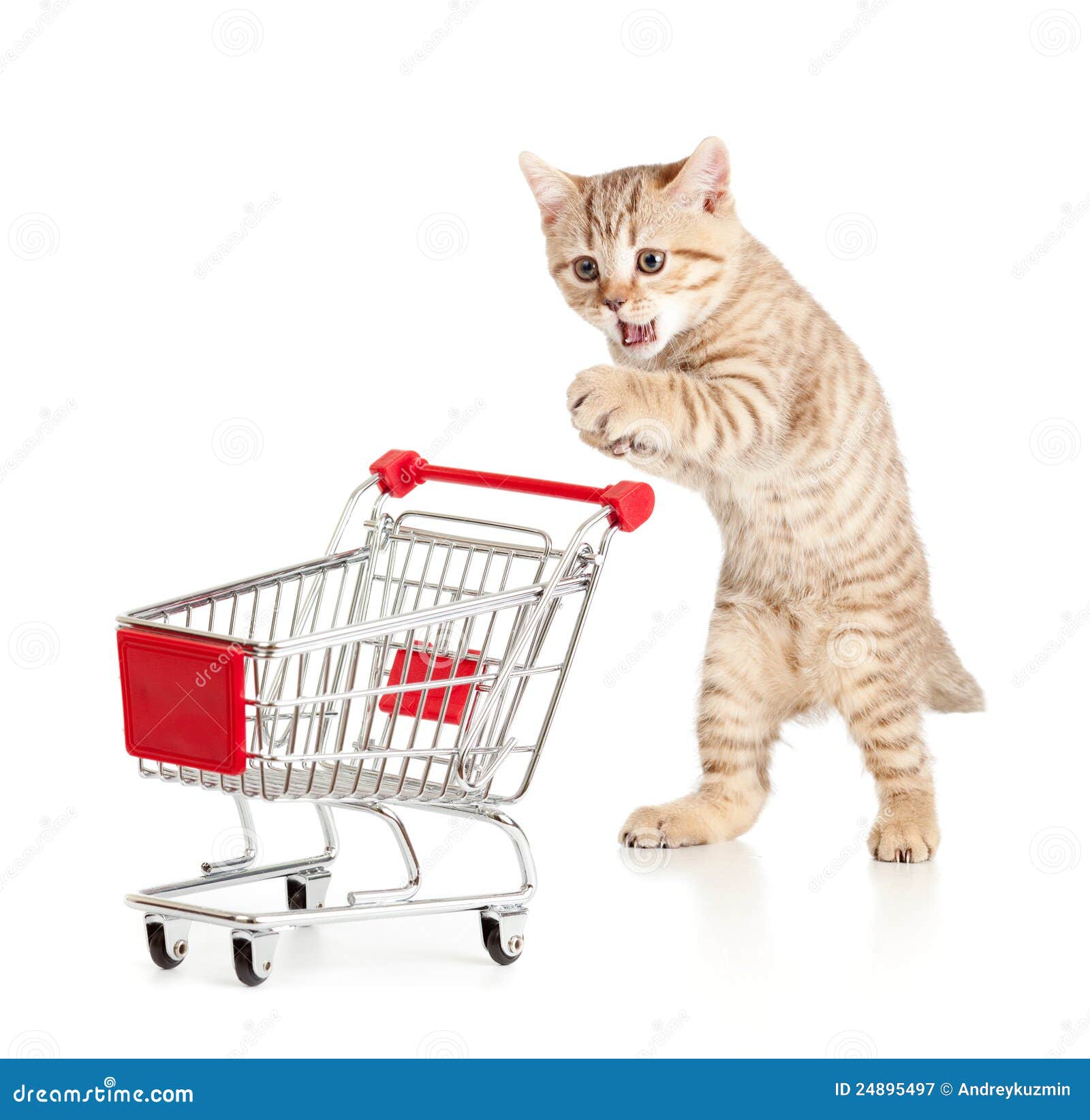 Cat with shopping cart stock image. Image of sale, store 24895497