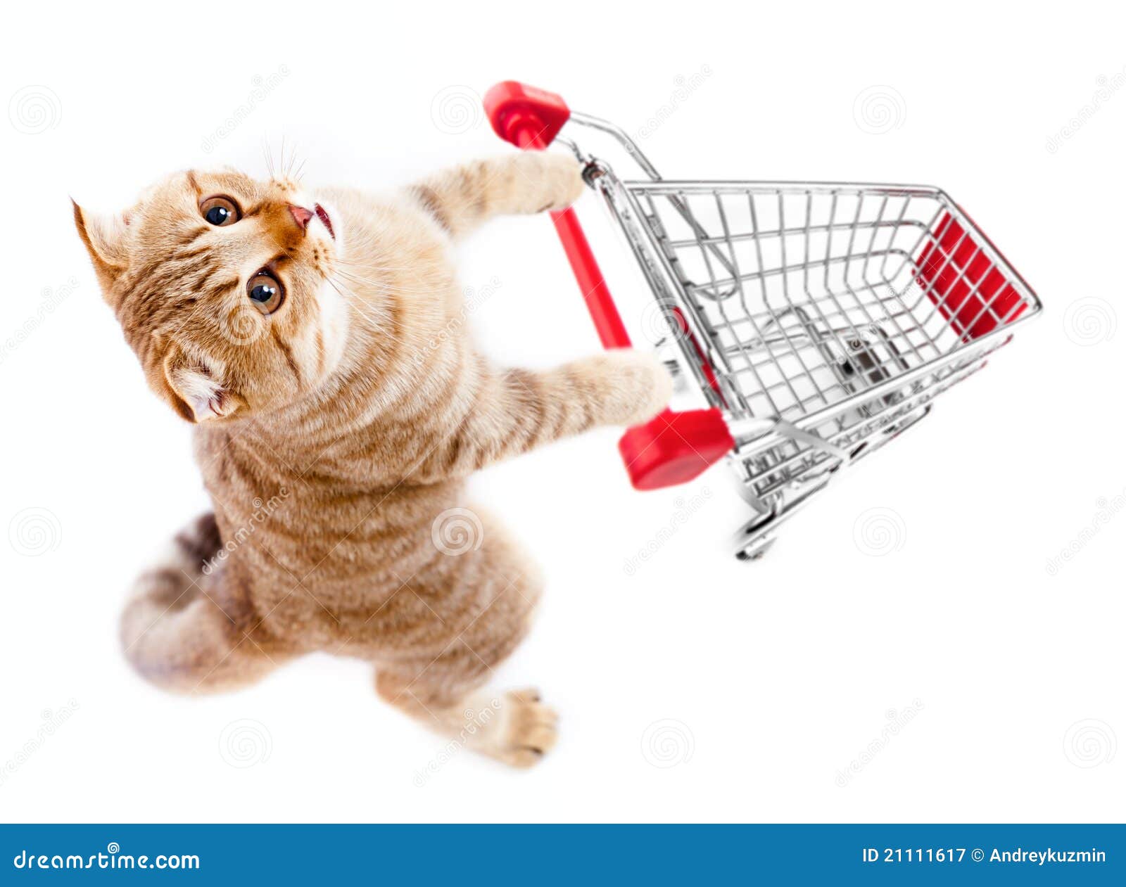 Cat With Shopping Cart Top View Isolated On White Royalty Free Stock