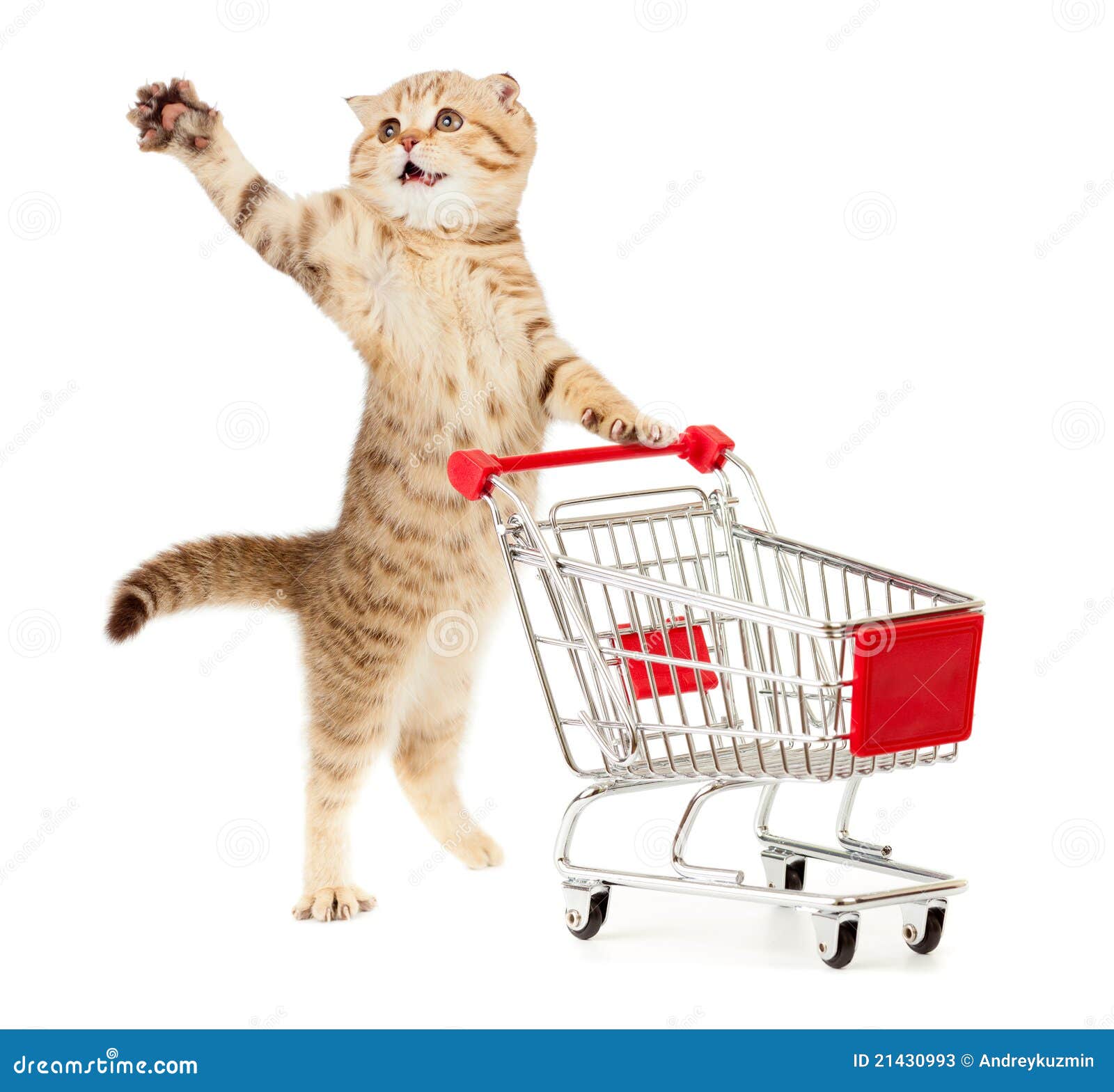 Cat with Shopping Cart on White Stock Image Image of adorable, pharmacy 21430993