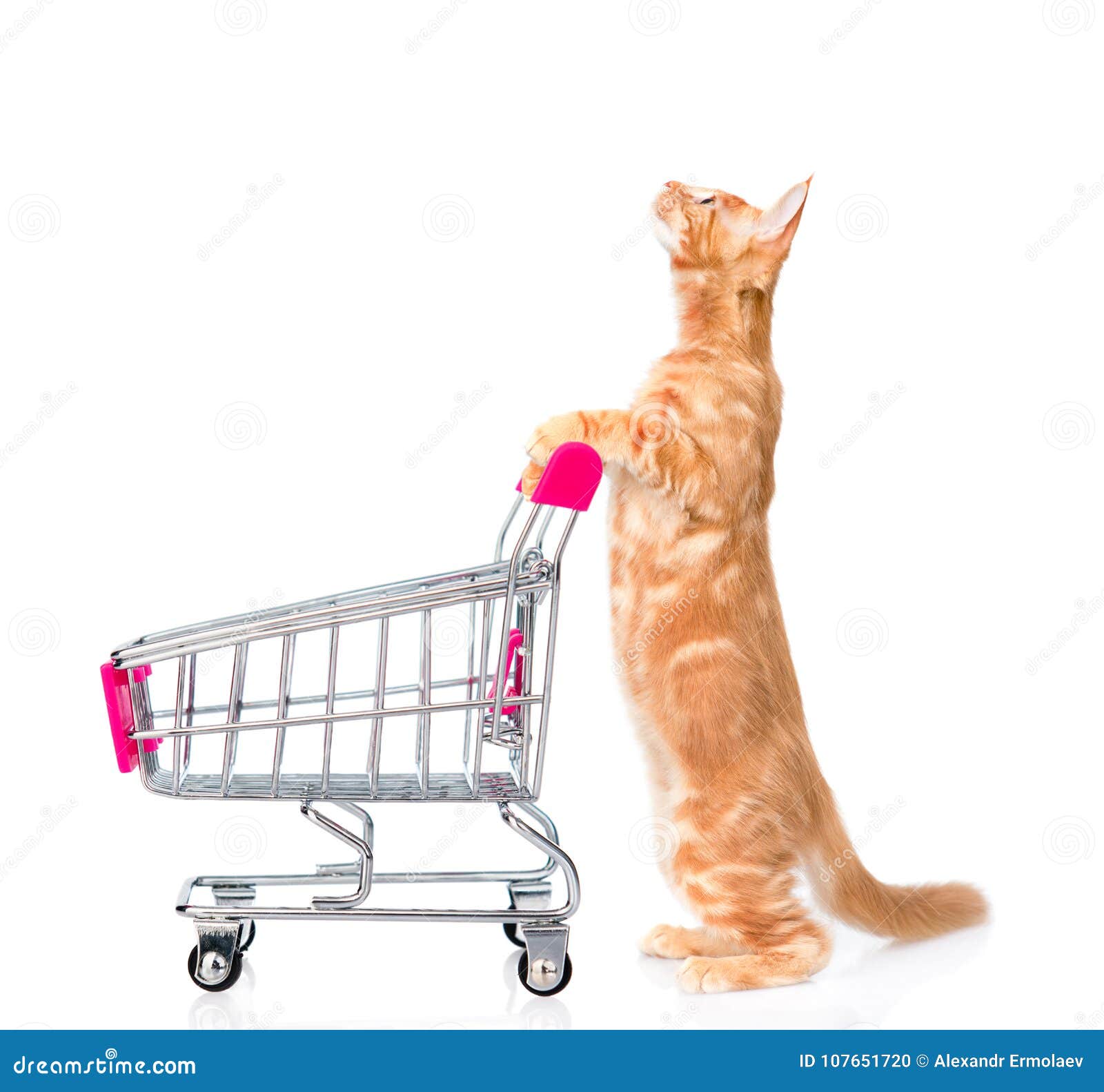 Cat with Shopping Trolley Looking Up. Isolated on White Background