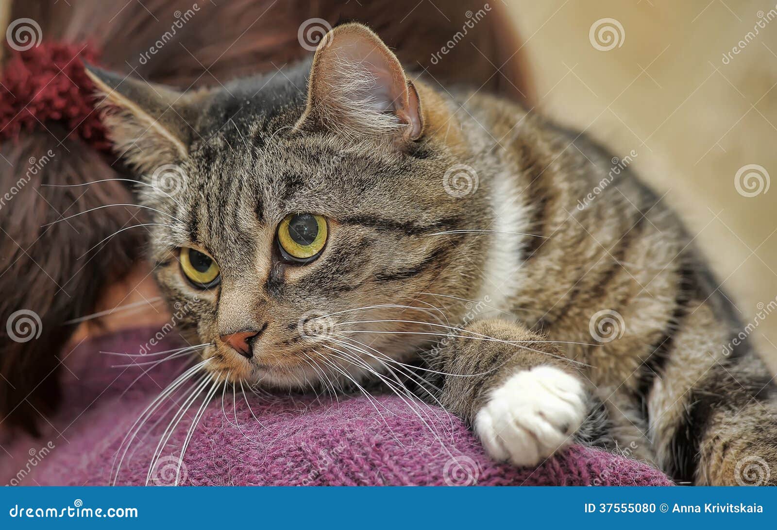 Cat on shoulder stock photo. Image of natural, animal 37555080