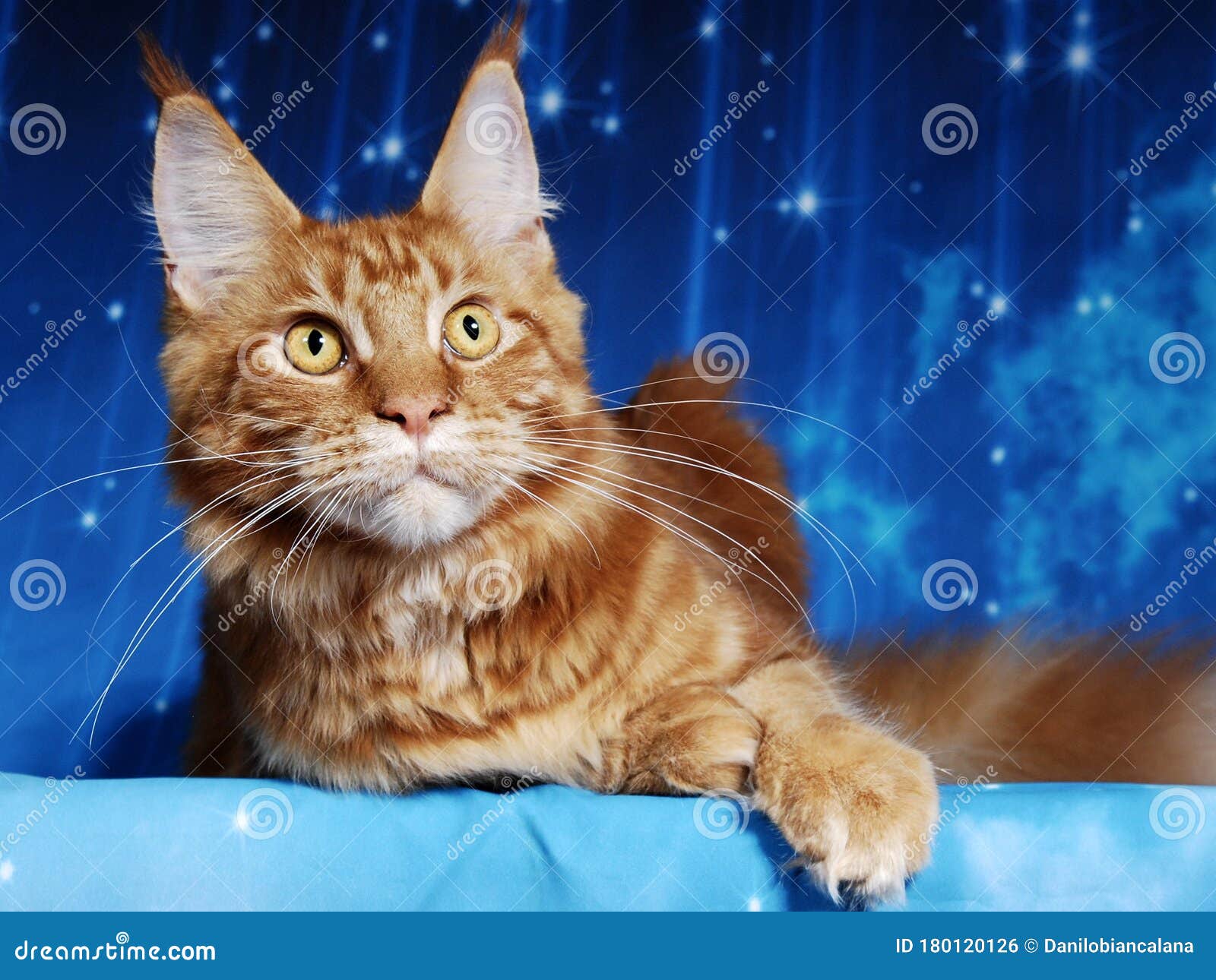 Cat Show on Background Full of Color Stock Photo Image of animal