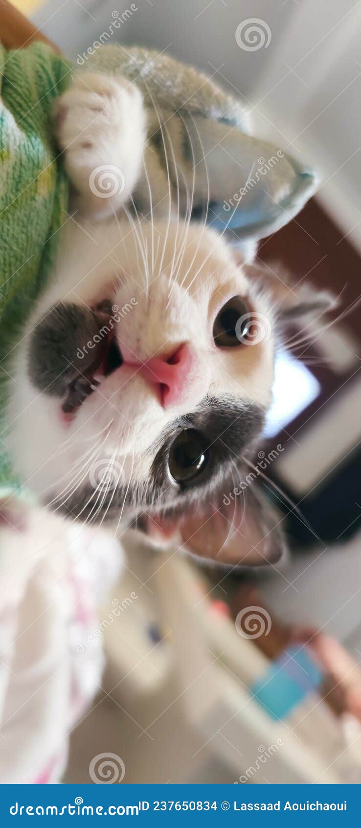 Cat after shower stock photo. Image of mammal, kitten 237650834