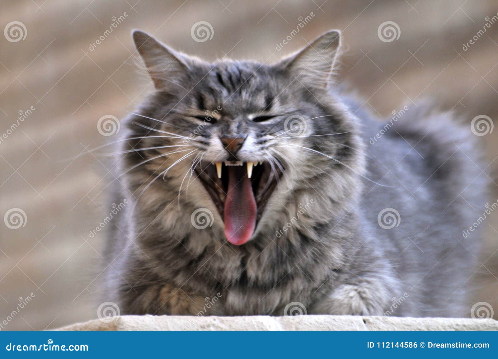 Фото Клыков Кота