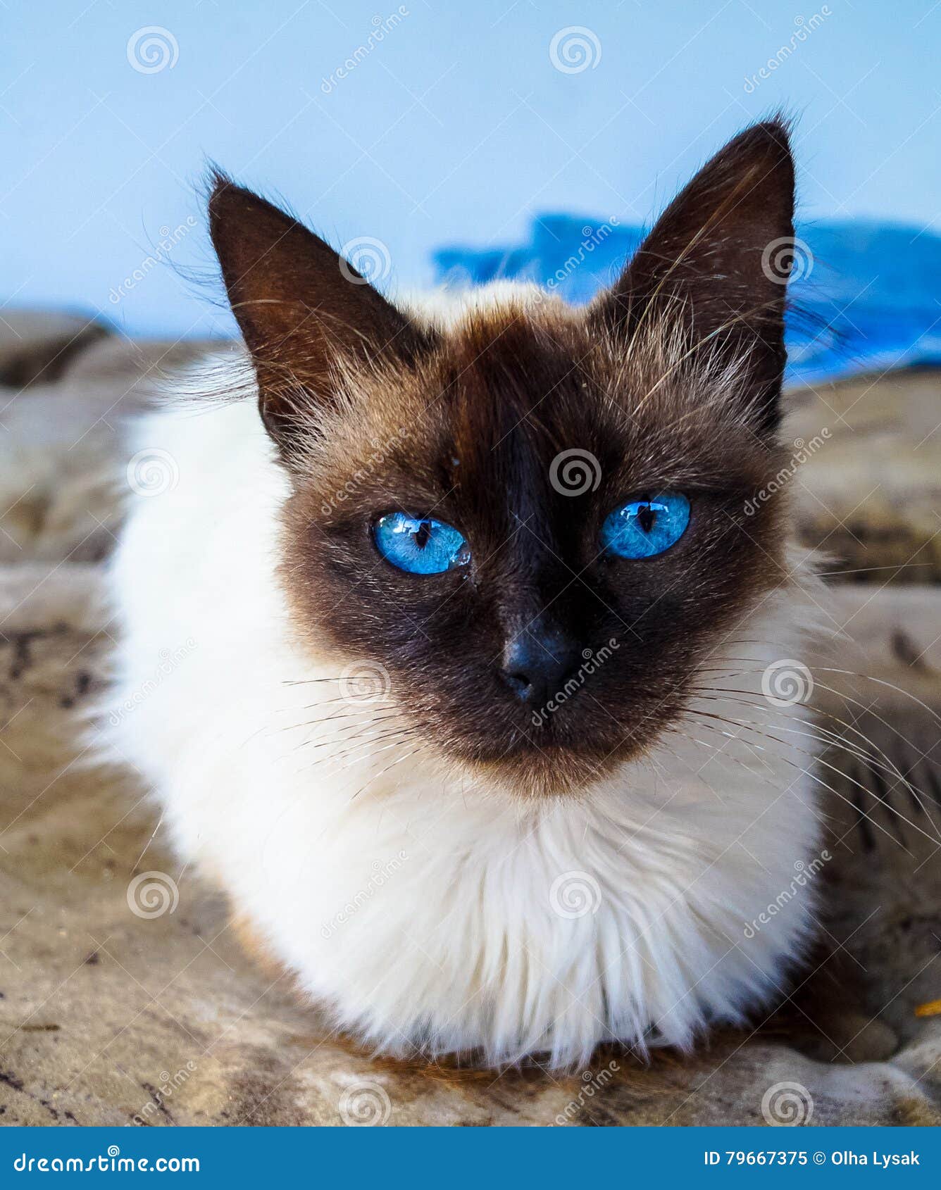 Cat siamese animal stock image. Image of home, smell 79667375