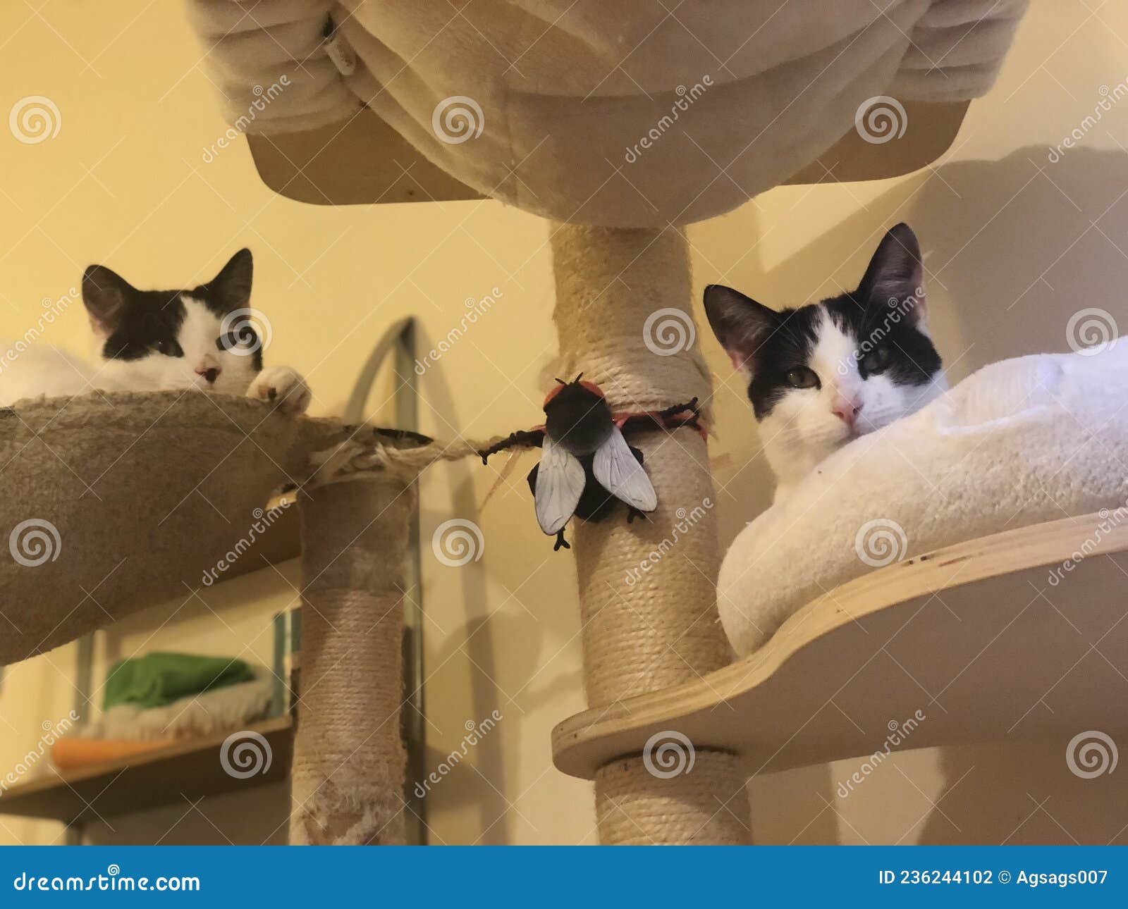 Cat siblings stock photo. Image of tree, white, siblings 236244102