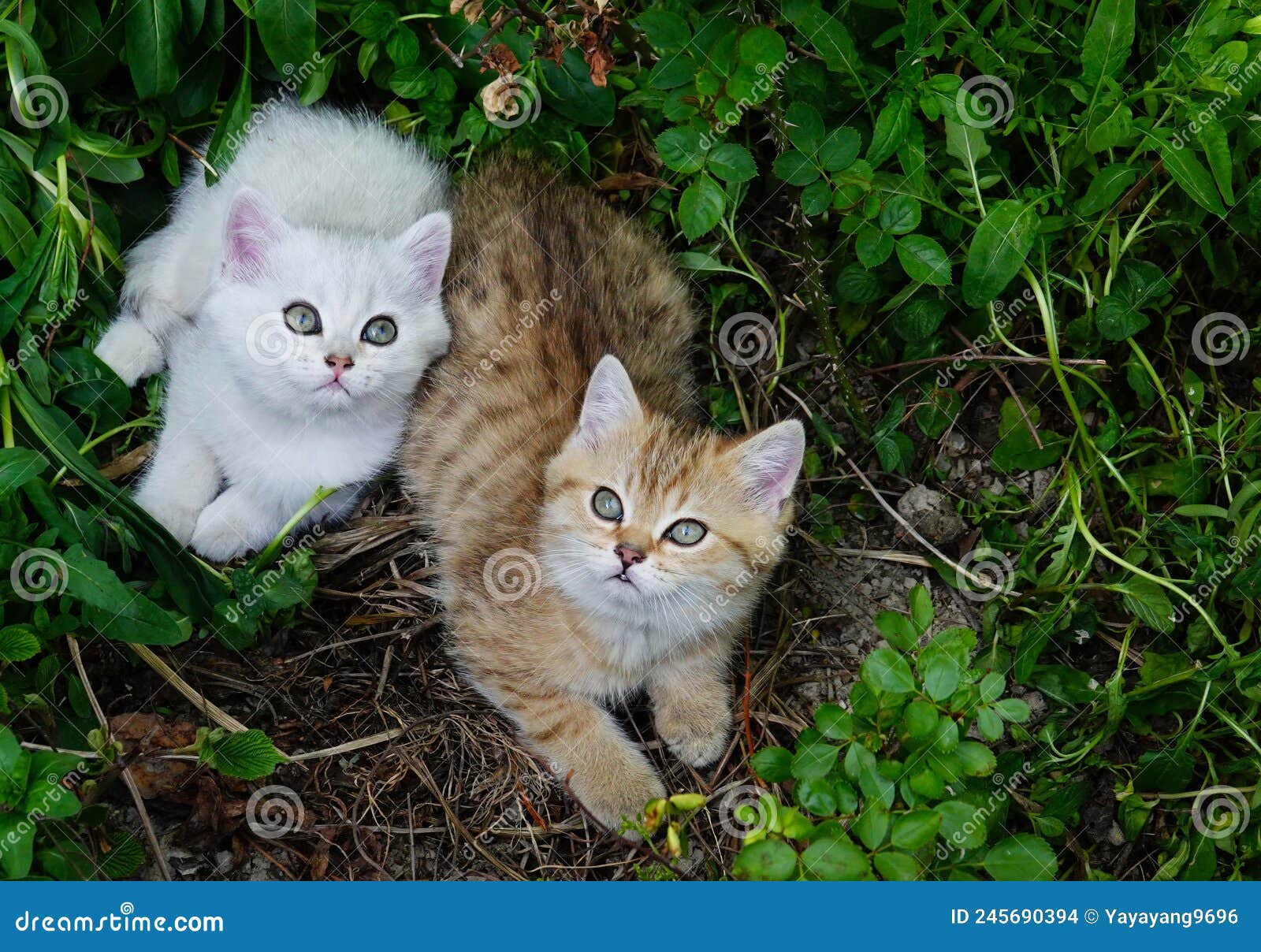 Cat siblings stock photo. Image of nature, animal, kitten 245690394