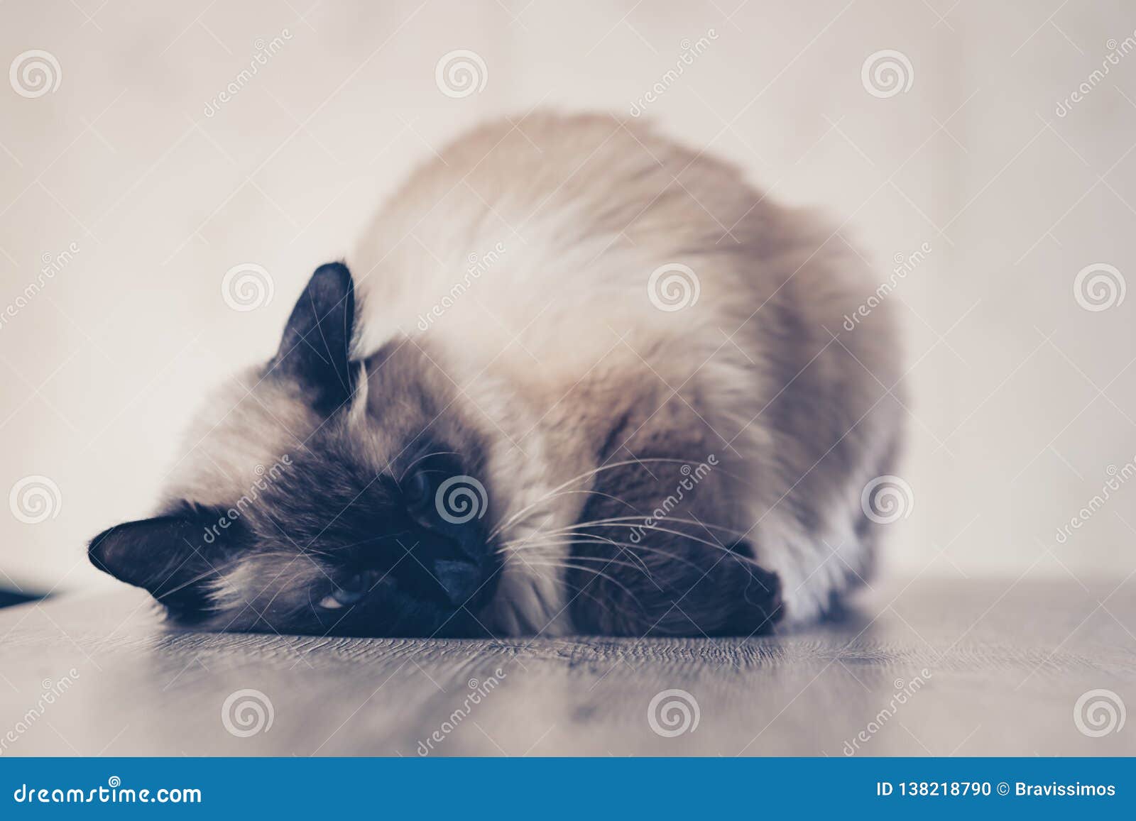Cat Sick Cute Kitten Lying. Isolated Stock Photo Image of beautiful