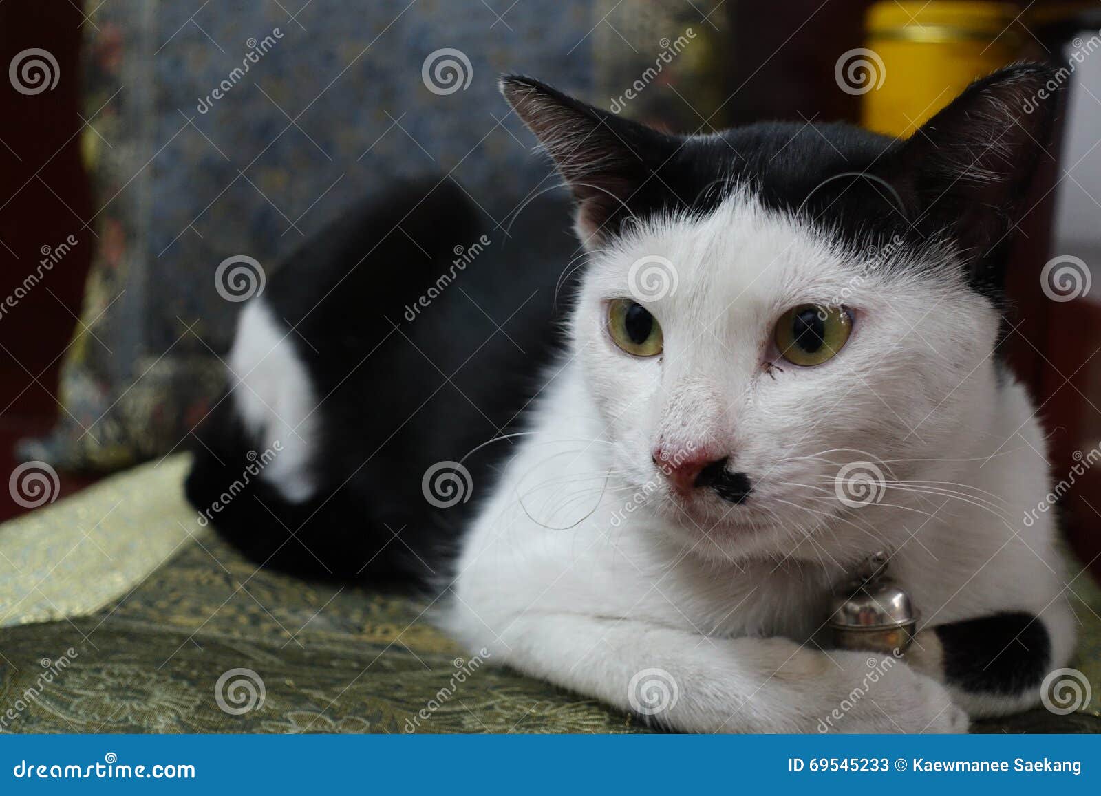 Cat sit crouched stock image. Image of white, portrait 69545233