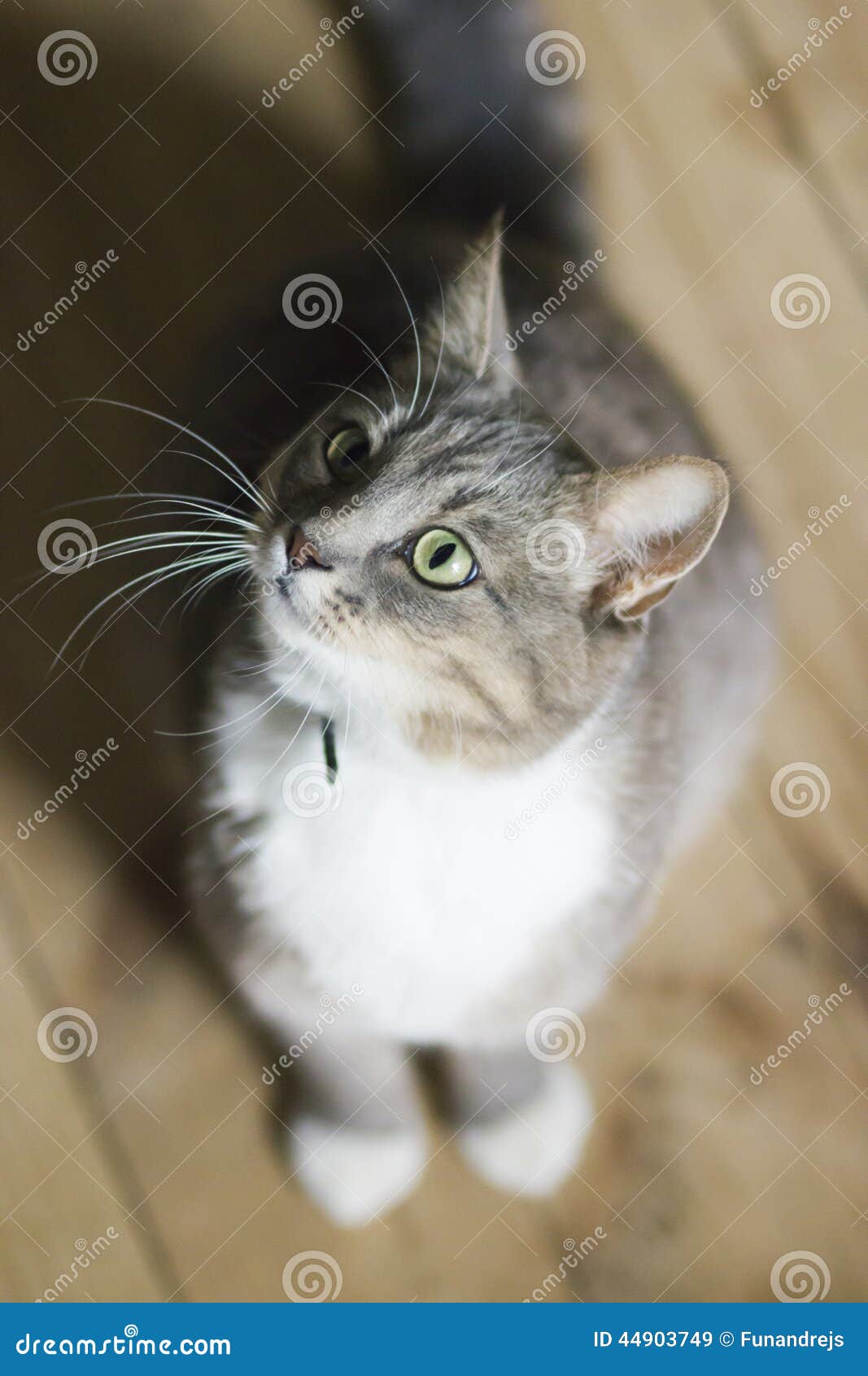 A Cat sit at home watching stock image. Image of playful 44903749