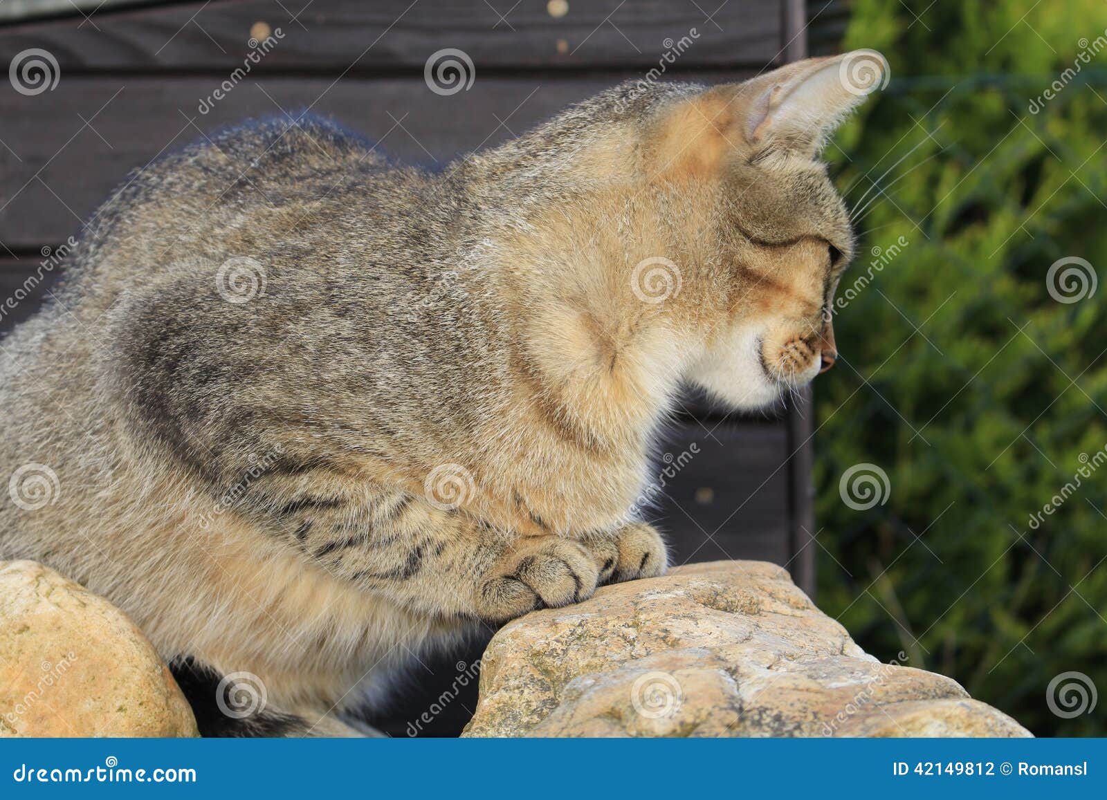 Cat sit on stones stock photo. Image of land, brown, fall 42149812