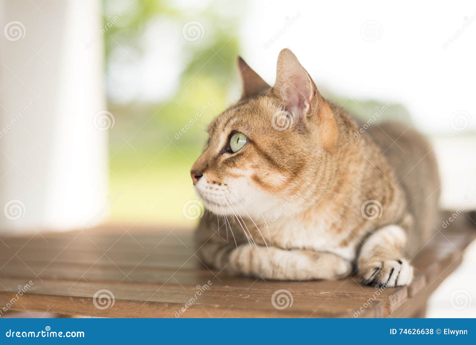 Cat sit on the table stock photo. Image of home, eyes 74626638