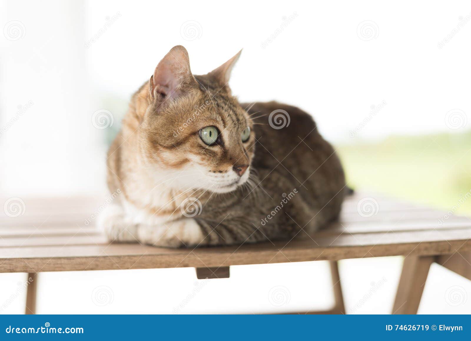 Cat sit on the table stock image. Image of head, comfort 74626719