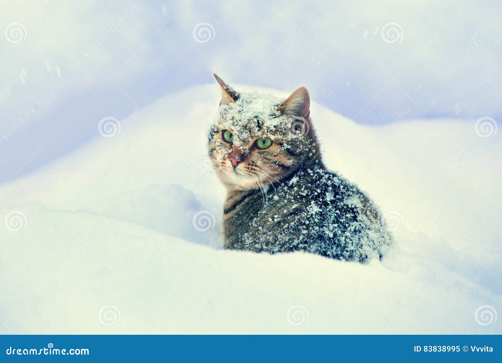 cat siting in snow