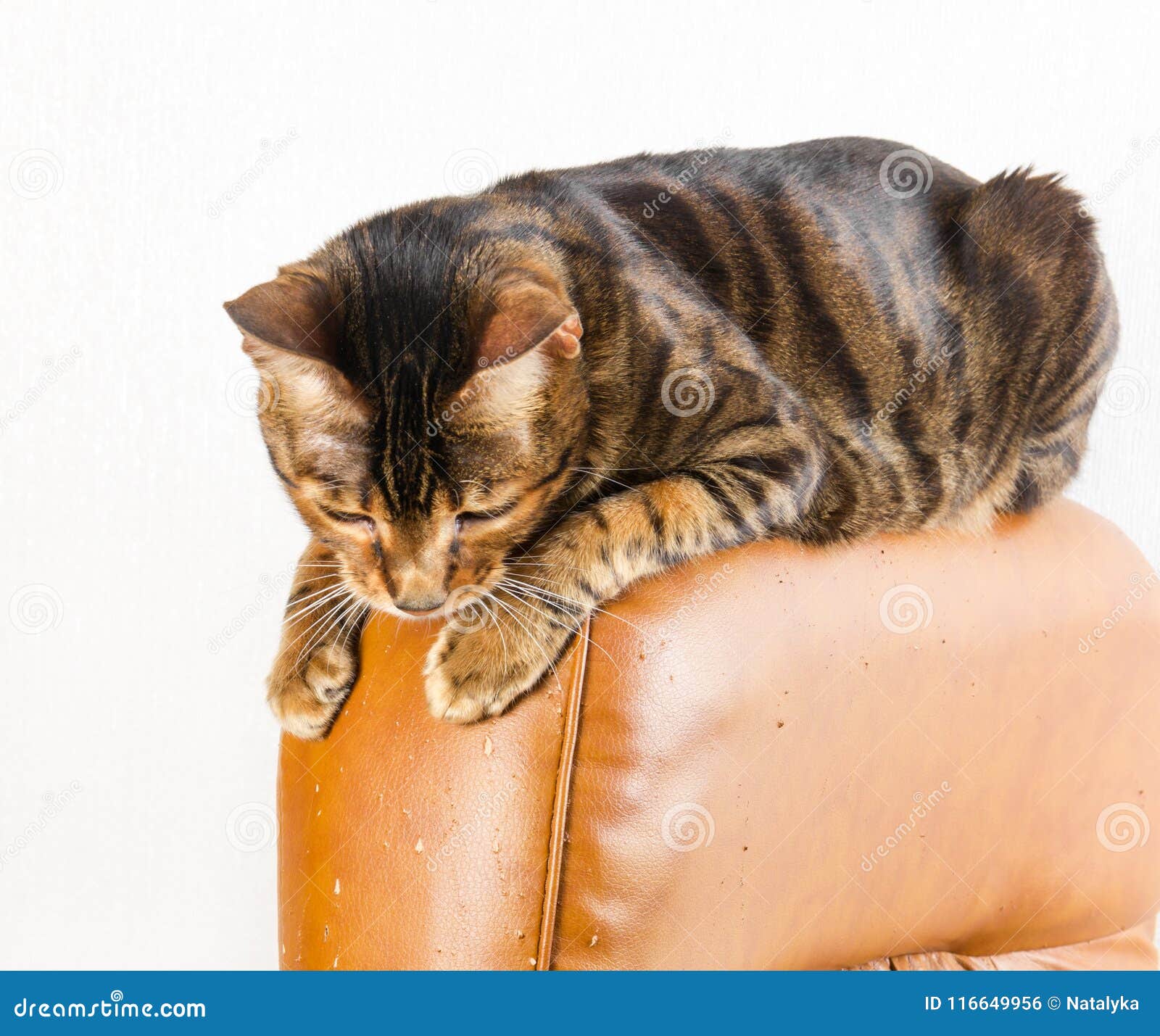 cats leather furniture scratching