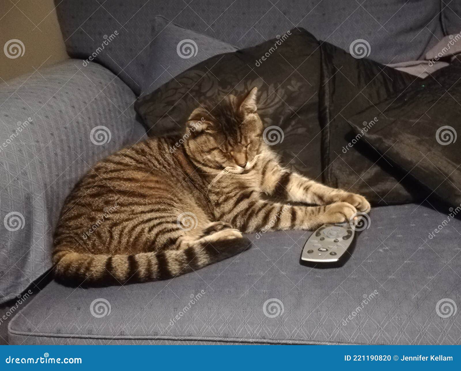 a cat sitting on a blue sofa holding a telly remote control