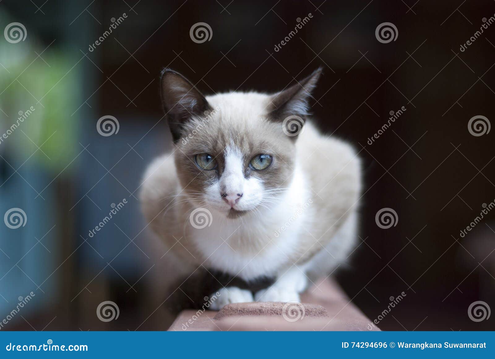 Cat sitting stock photo. Image of cottage, doorway, countryside 74294696