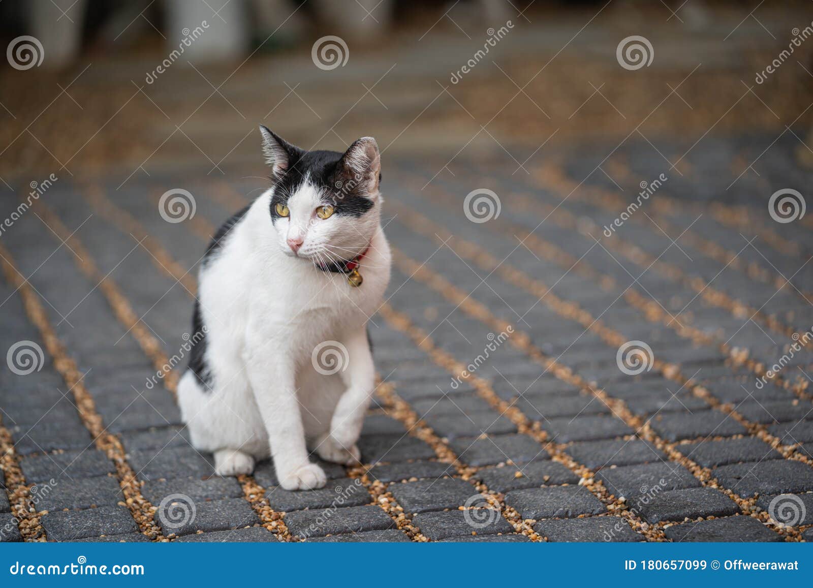 Cat Sitting on Carpet Stone Stock Image Image of floor, beautiful