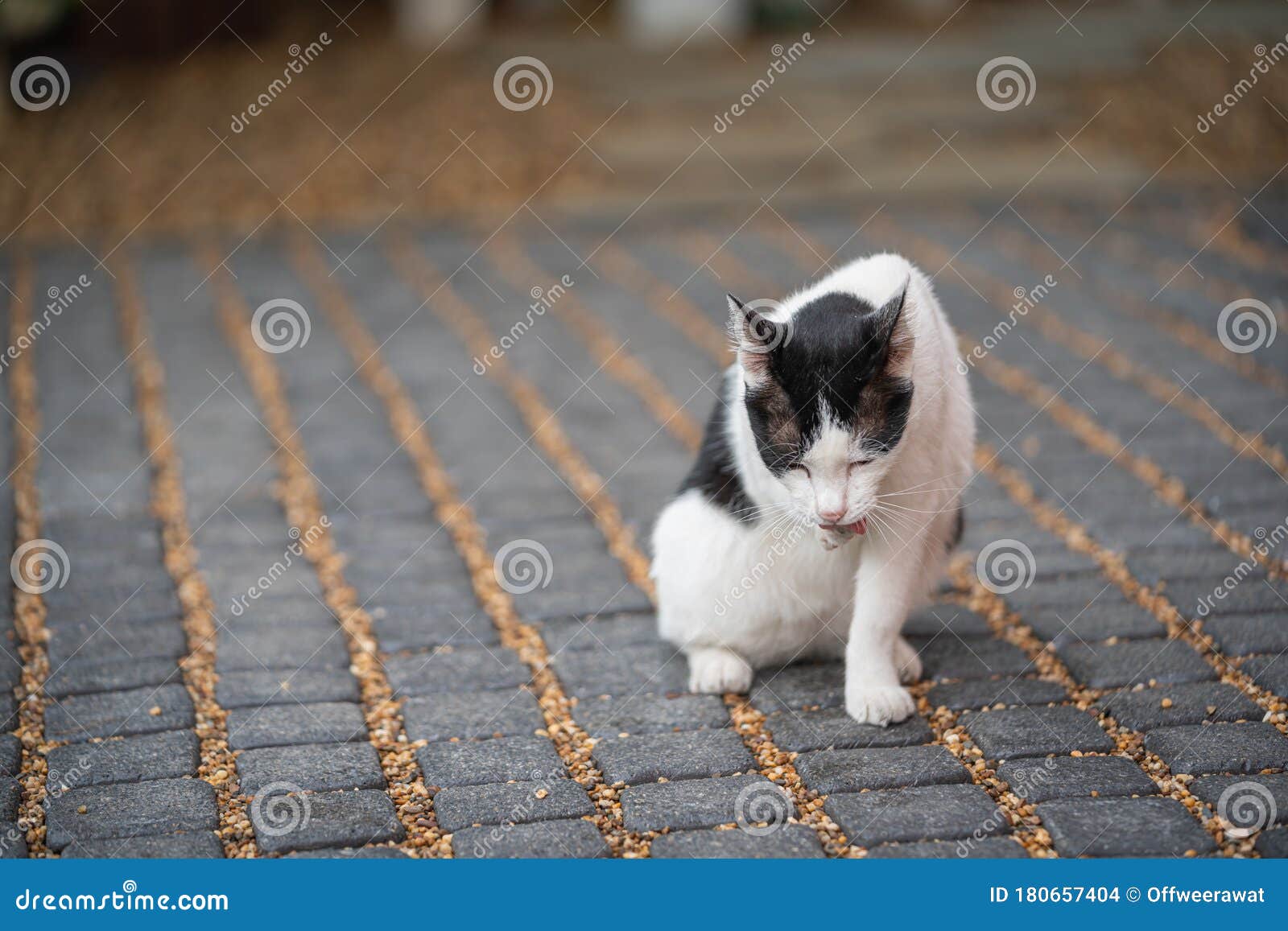 Cat Sitting on Carpet Stone Stock Photo Image of sitting, adorable