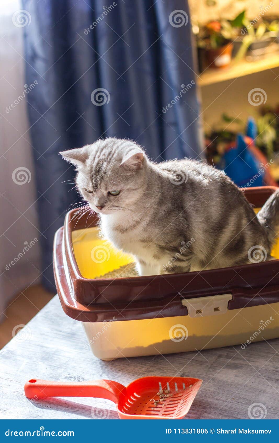 Cat Sitting In A Cat Litter Box Or Tray. Stock Photo Image of object