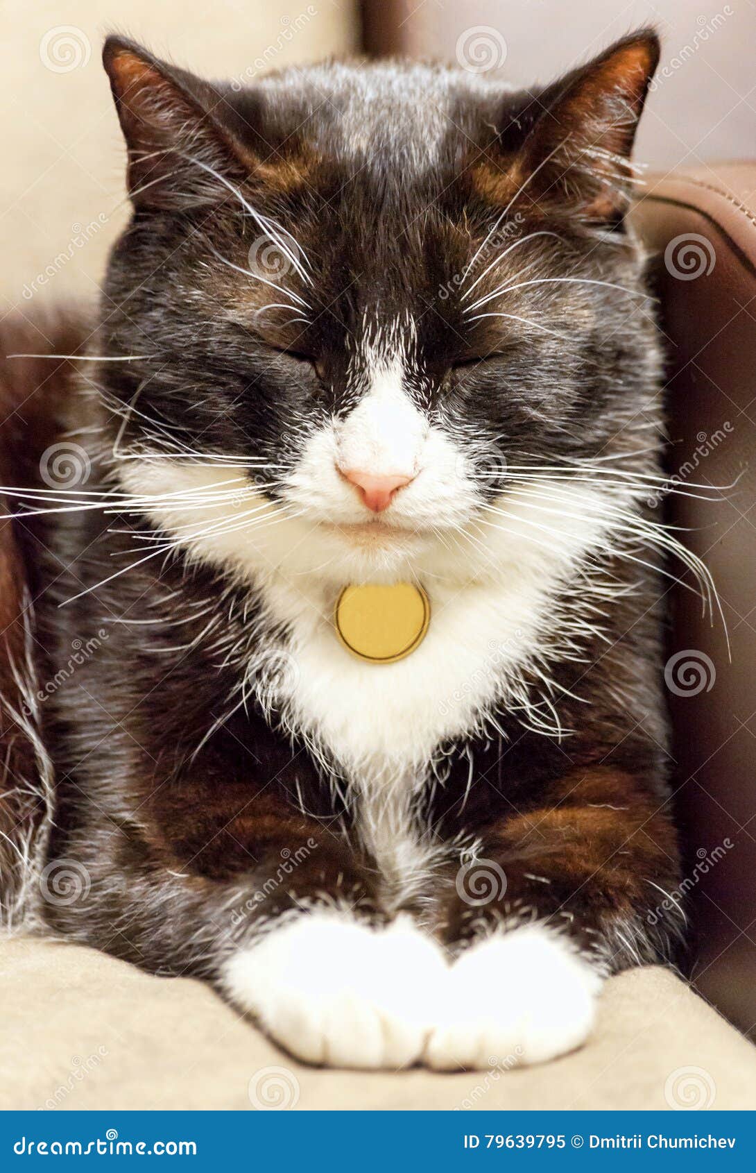 The Cat Sitting with Eyes Closed Stock Image Image of coin, mustache