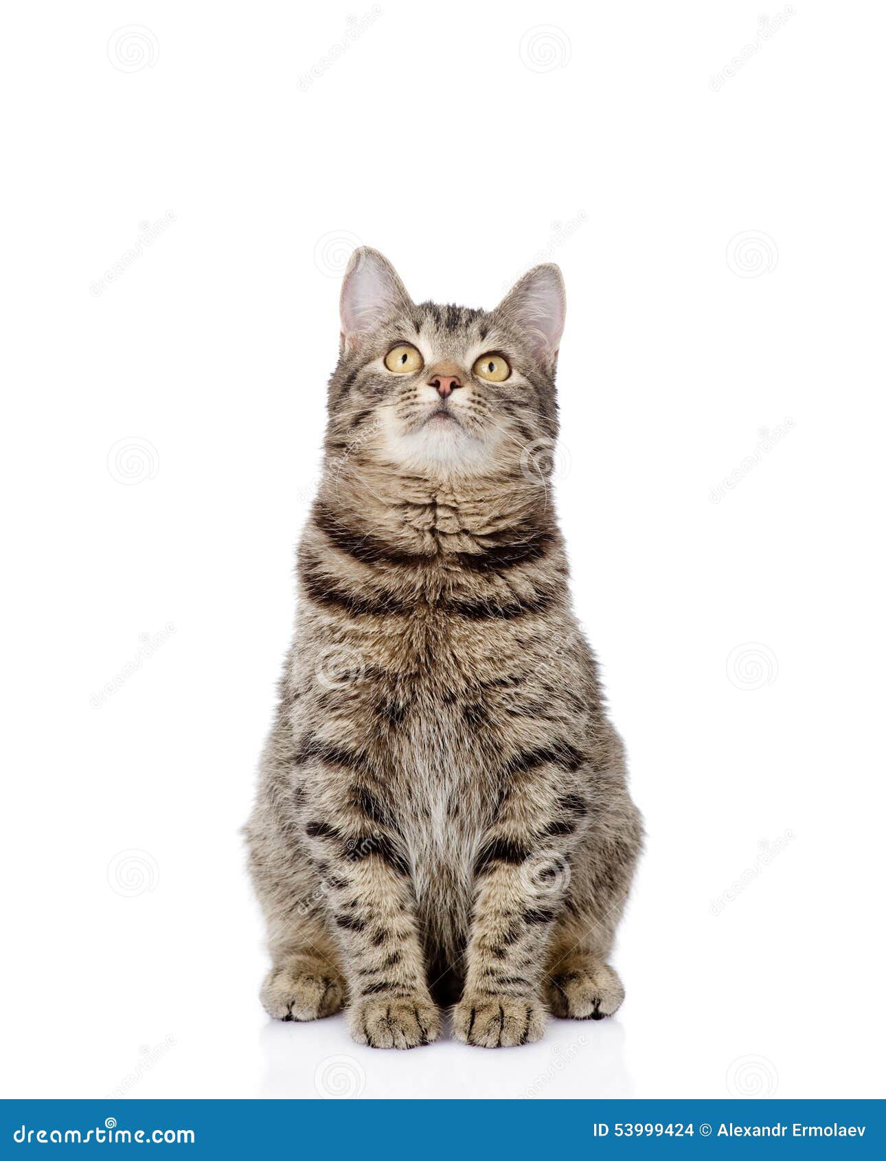 Cat Sitting In Front And Looking Up. Isolated On White Background Stock