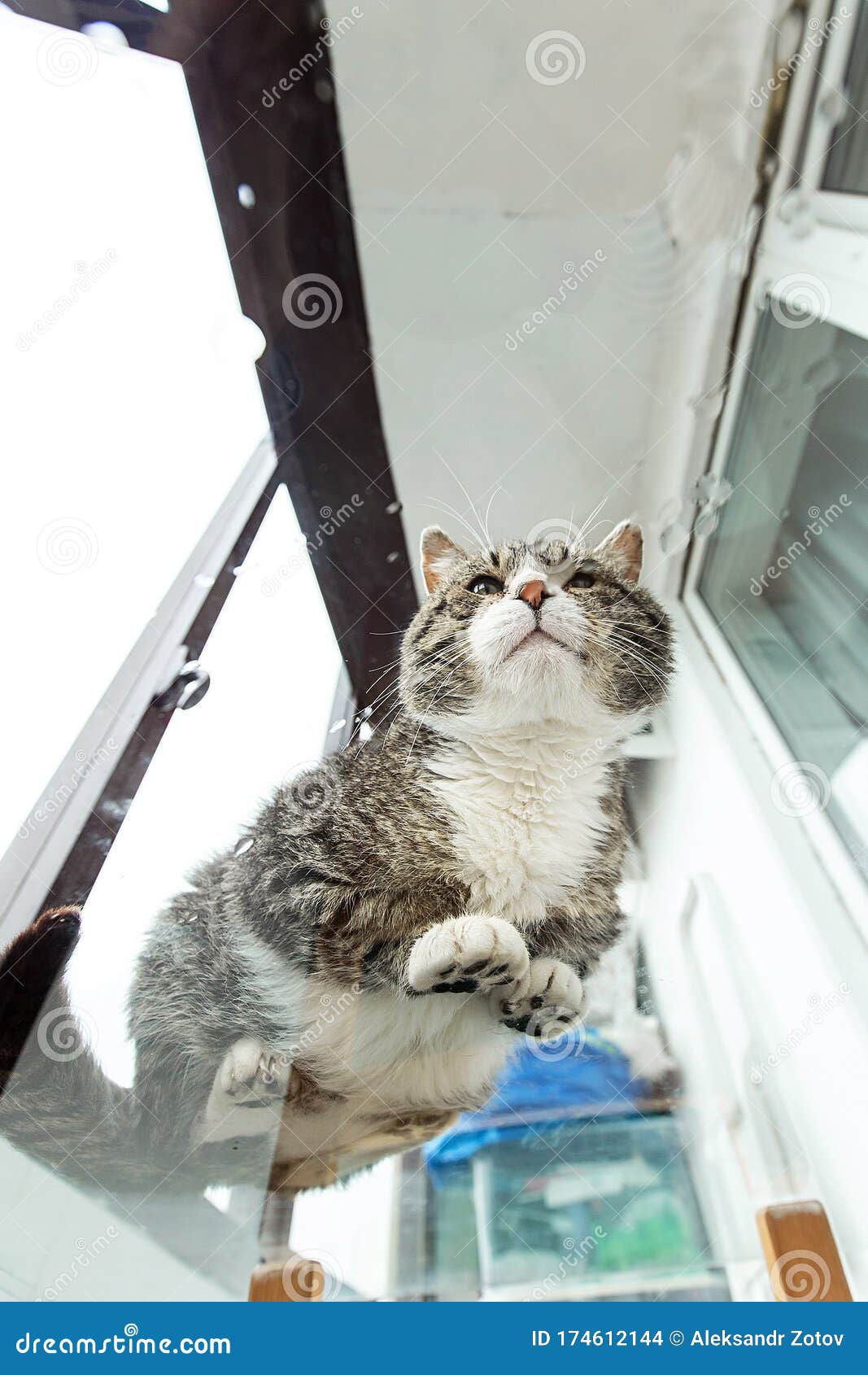 Cat Sitting on Glass Table and Looking through at Camera Stock Photo