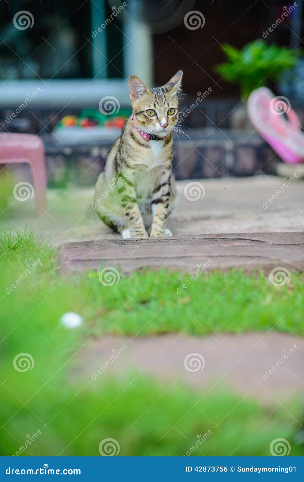 Cat Sitting at home stock photo. Image of mammal, little 42873756