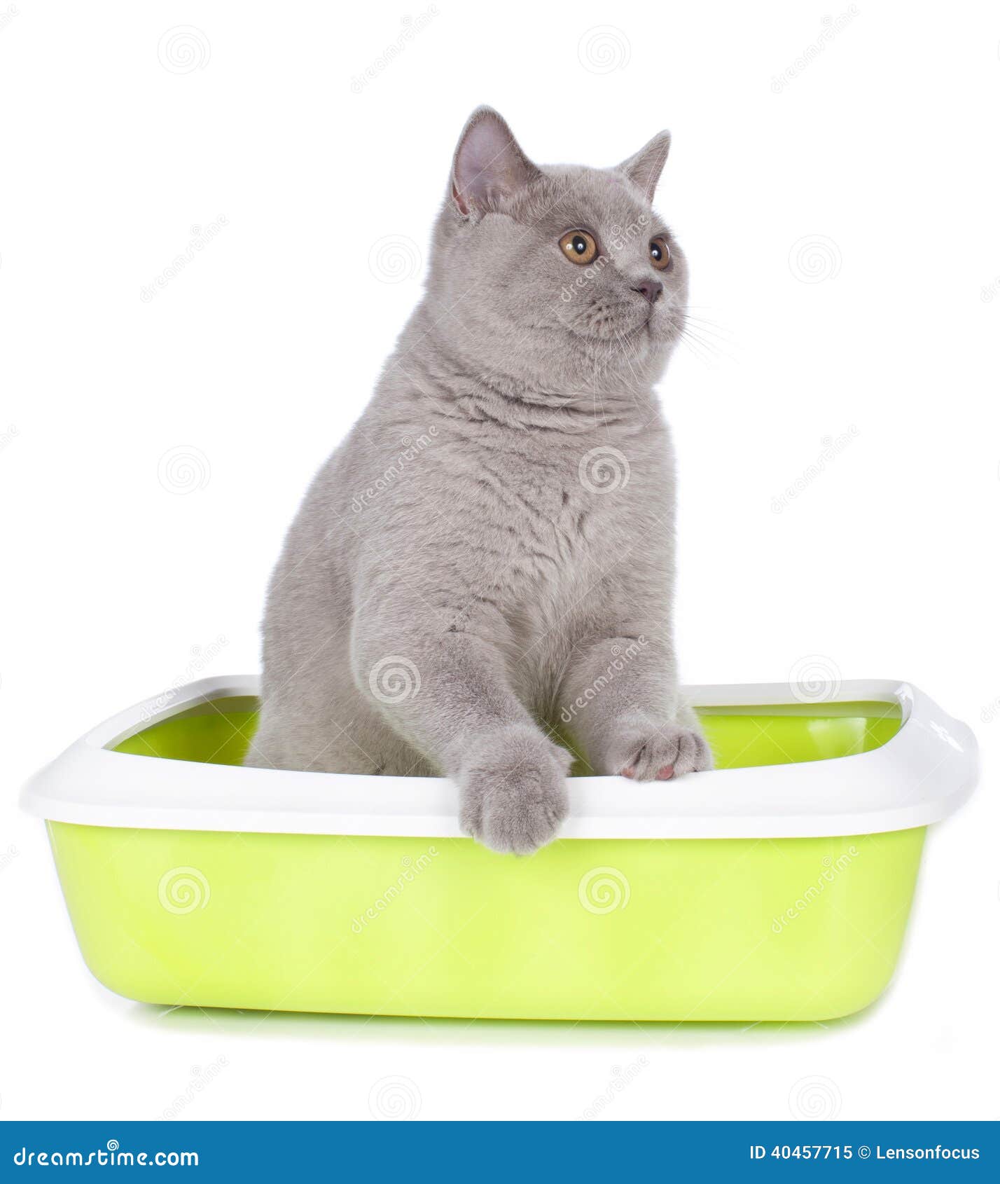 kitty litter clipart - photo #32