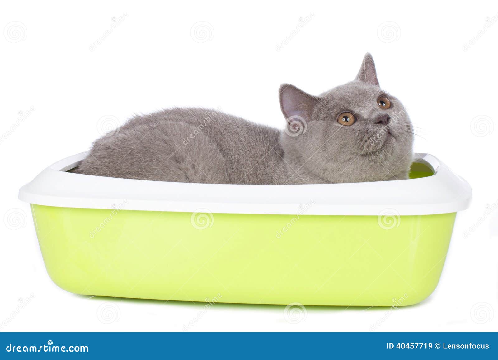 Cat Sitting In A Litter Box Stock Image Image of system, obstipation