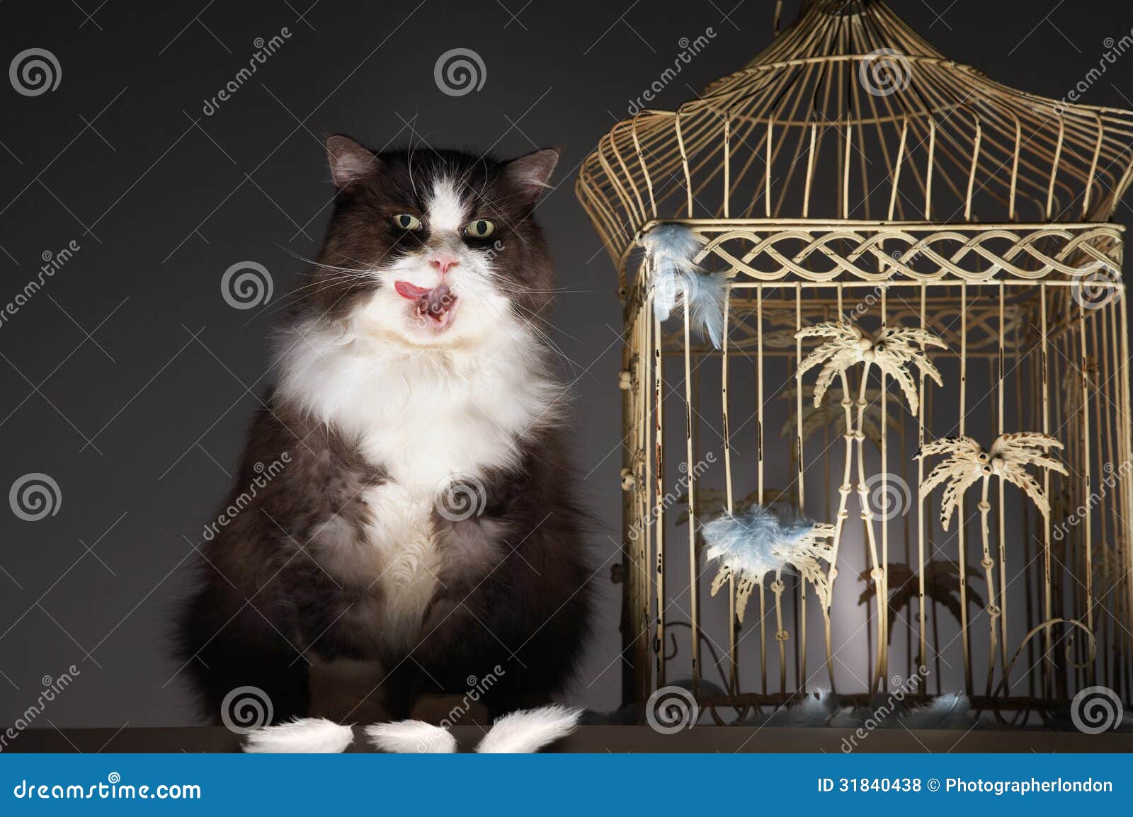Cat Sitting Next To Empty Birdcage Stock Photo Image of feline