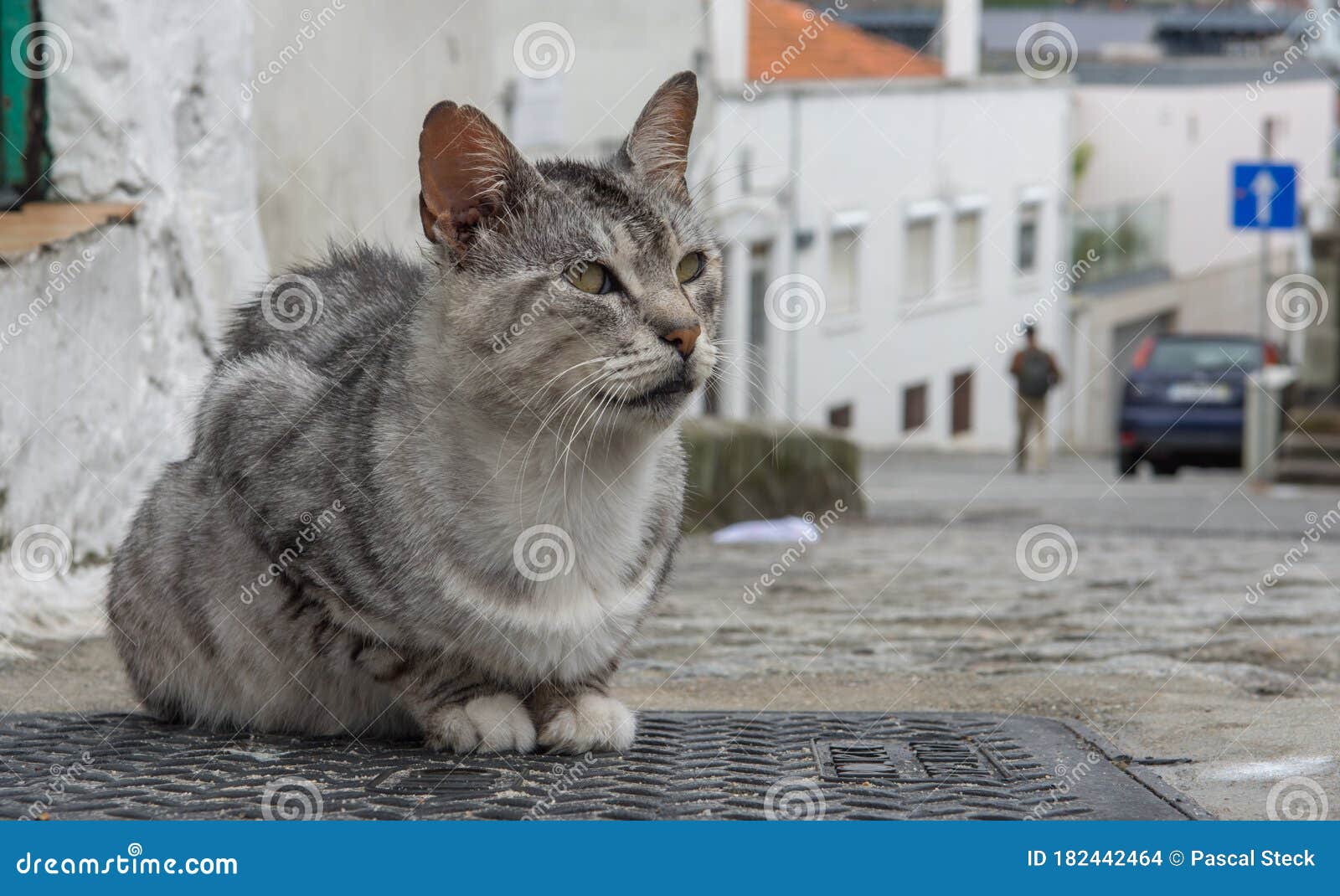 cat sitting on rua barroca in porto