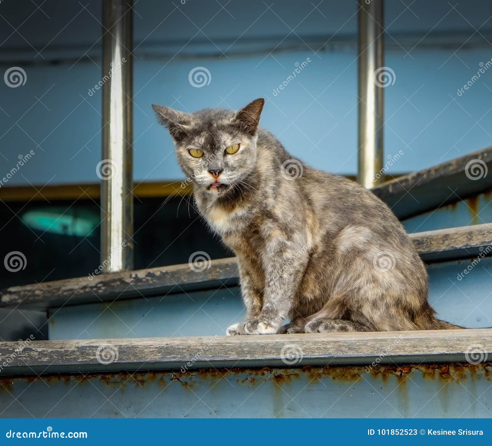 A Cat Sitting on the Stairs Stock Image Image of cute, beauty 101852523