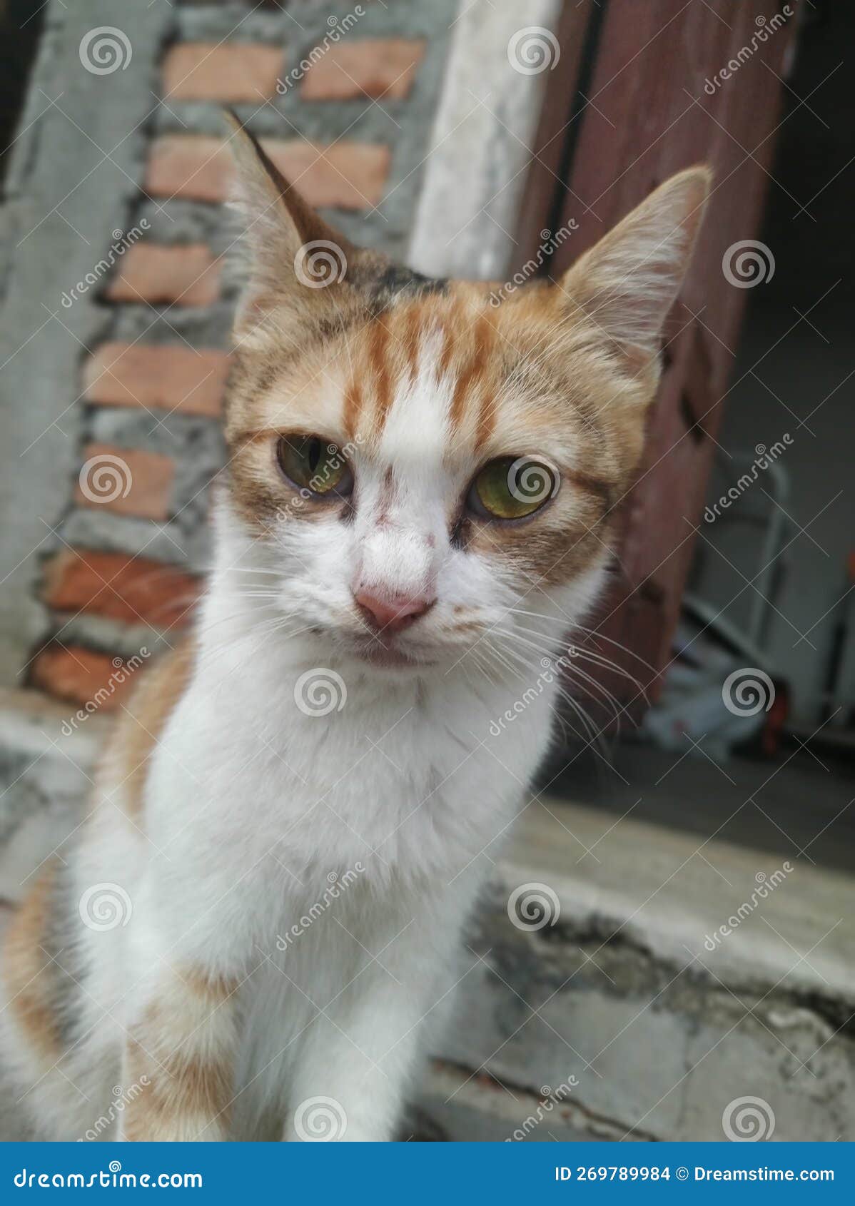 Cat Sitting and Staring at the Camera Stock Photo Image of sitting