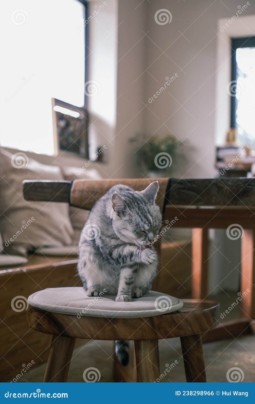 A Cat is Sitting on a Stool Stock Photo Image of flooring, furniture