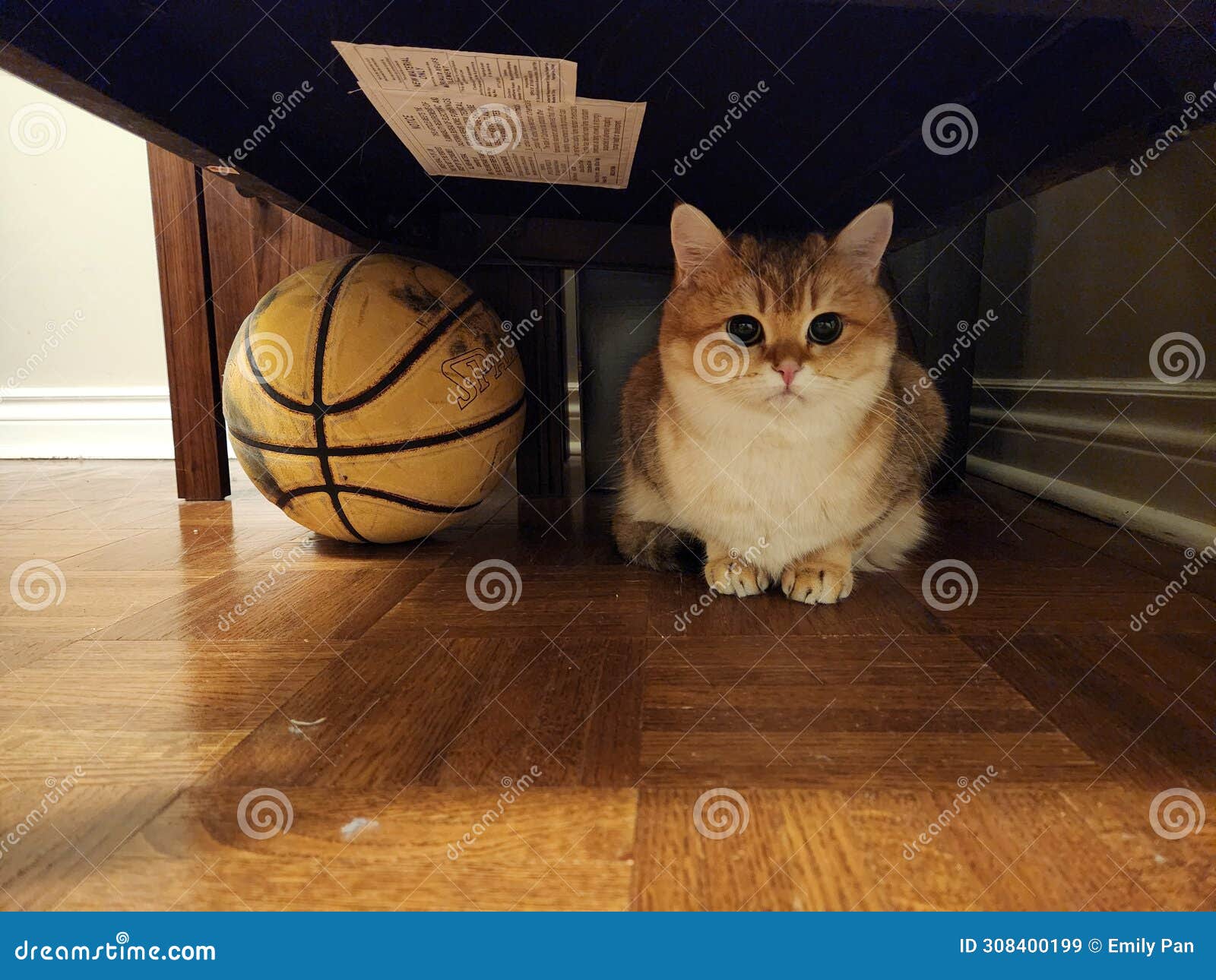 Cat sitting under chair stock image. Image of flooring 308400199