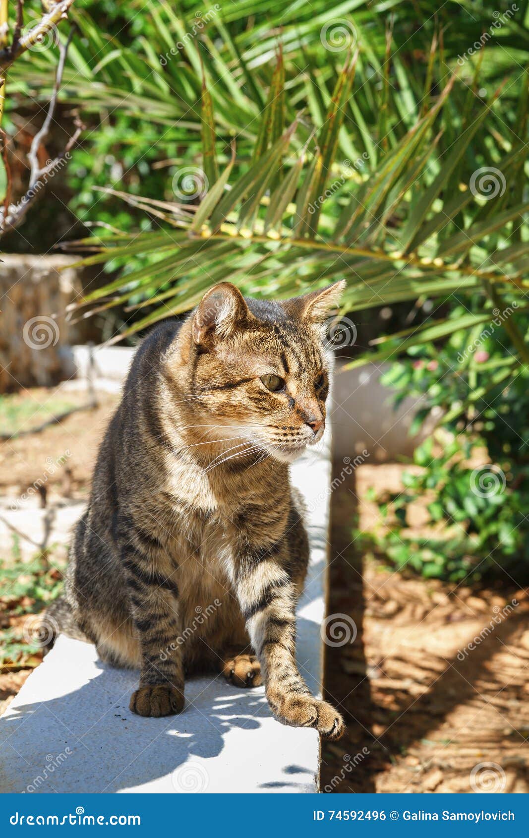 Cat Sitting Under a Palm Tree Stock Photo Image of kitten, natural