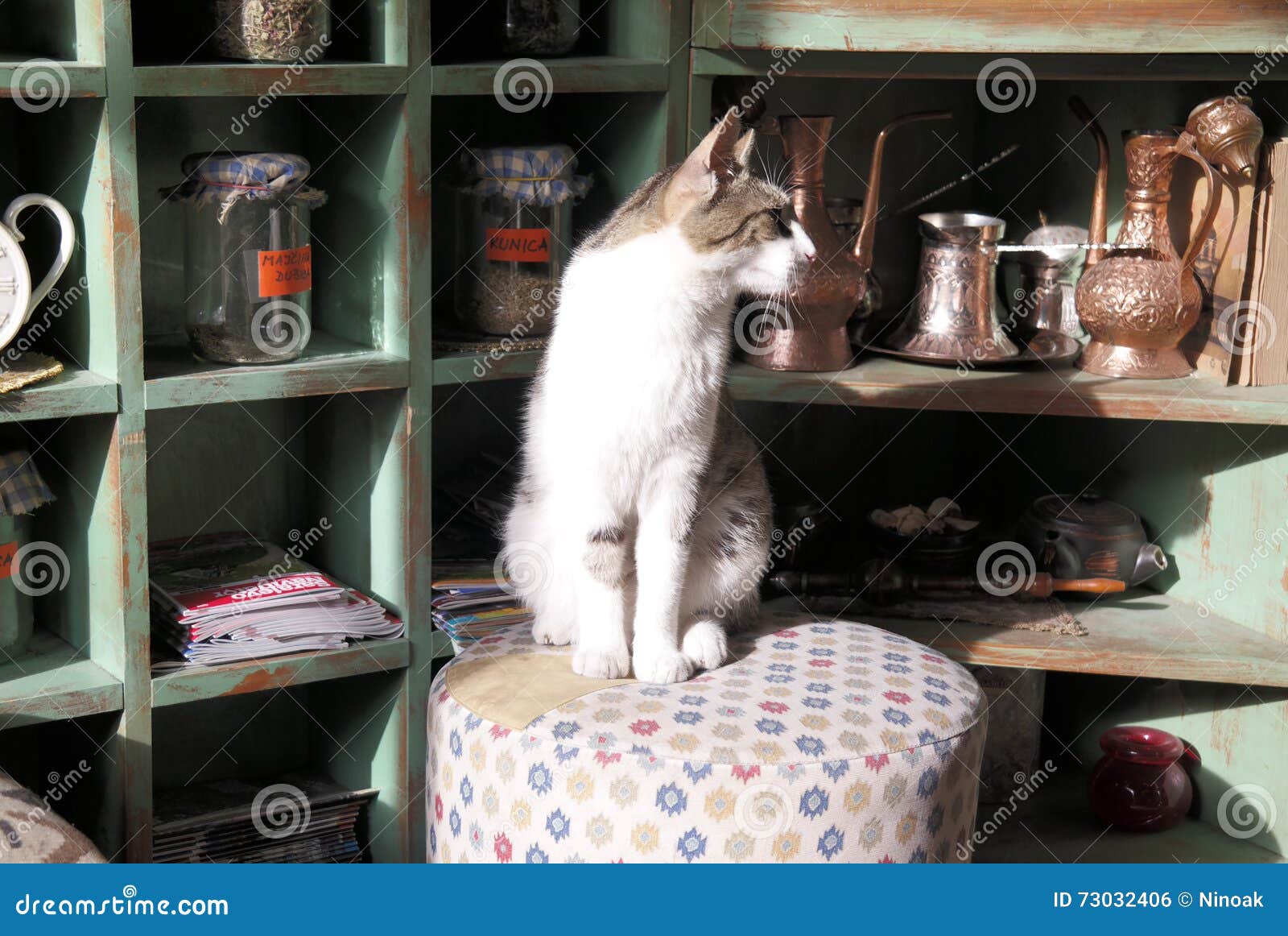 cat sitting on white tabure / taburete