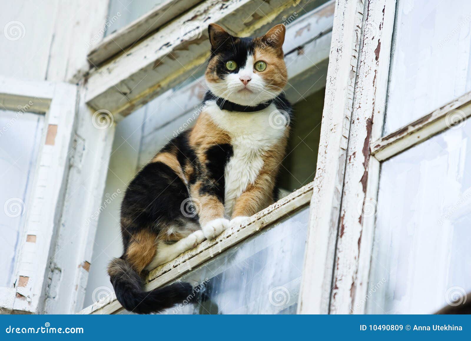 Cat sitting on window stock image. Image of pedigreed 10490809