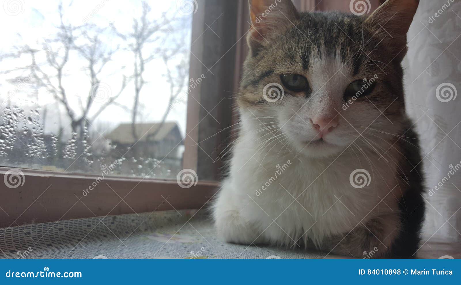Cat sitting on window stock photo. Image of kitten, fluffy 84010898