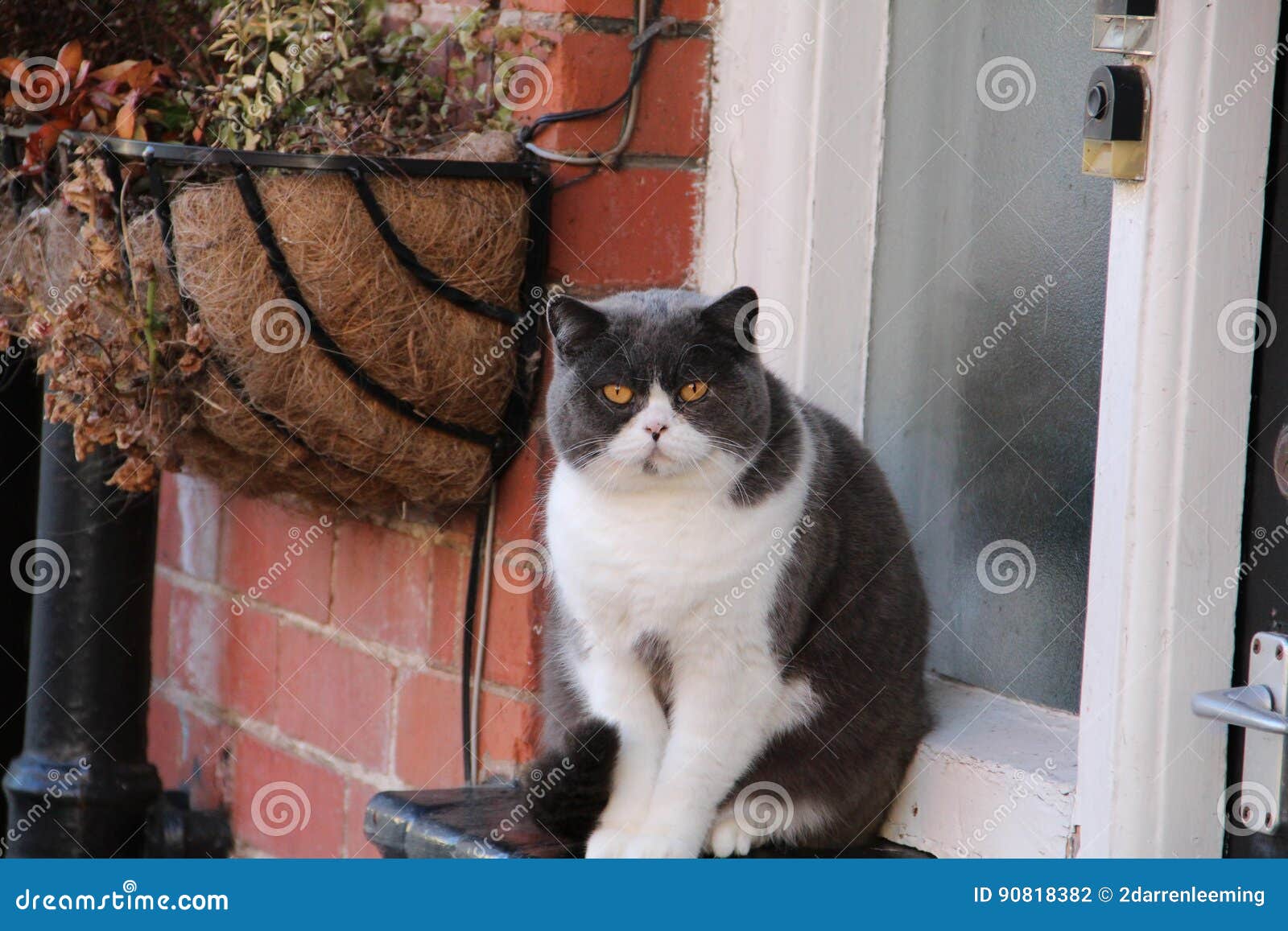 Cat Sitting on a Window Ledge Stock Photo Image of ledge, sitting