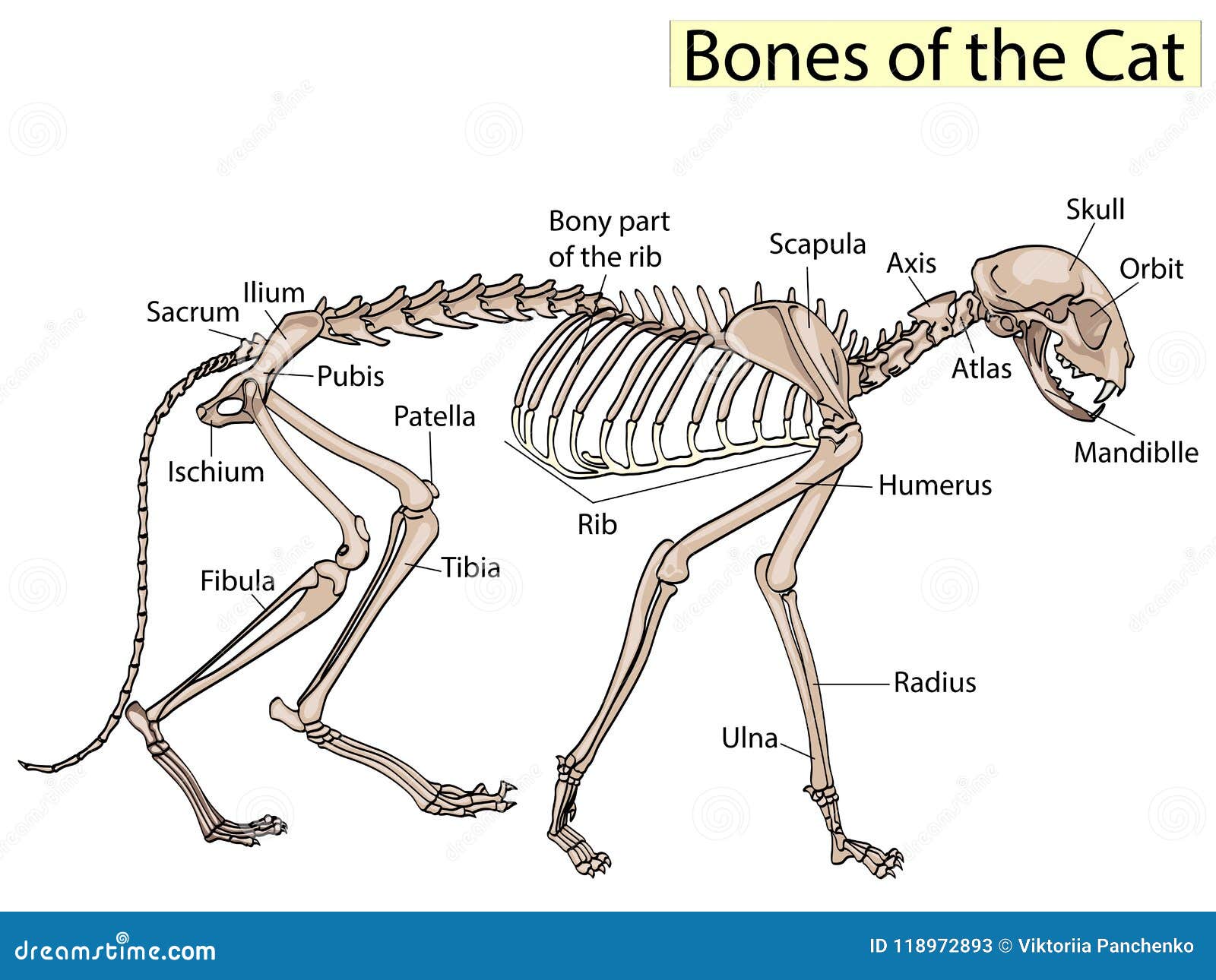 Sacrum Bone Stock Illustration | CartoonDealer.com #88893868