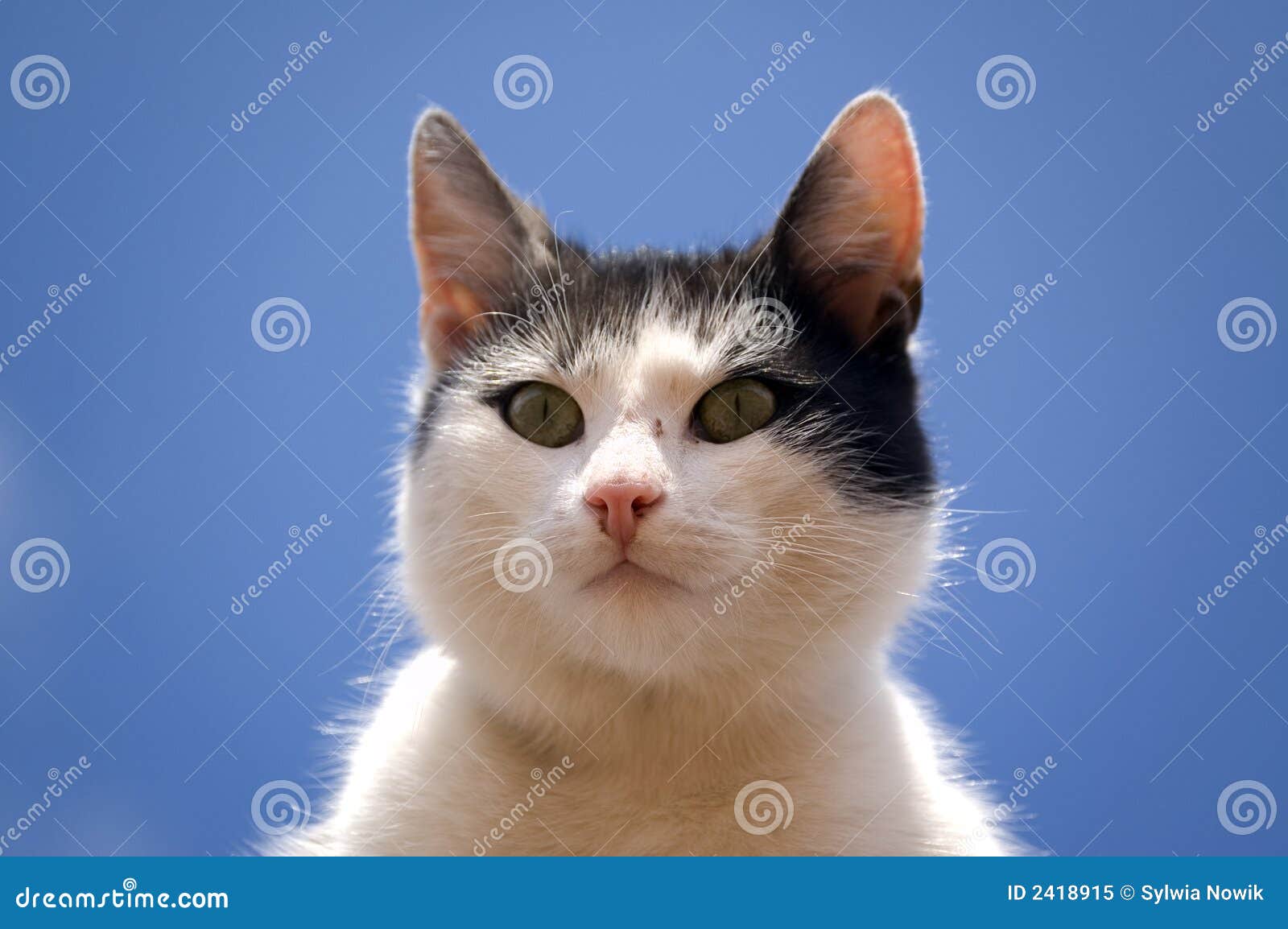 Cat - sky background stock image. Image of blue, look - 2418915