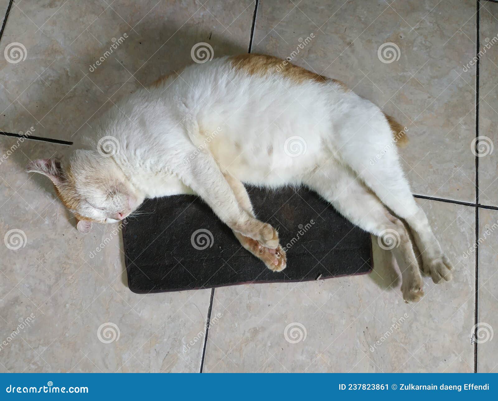Cat sleep after eating stock image. Image of whiskers 237823861