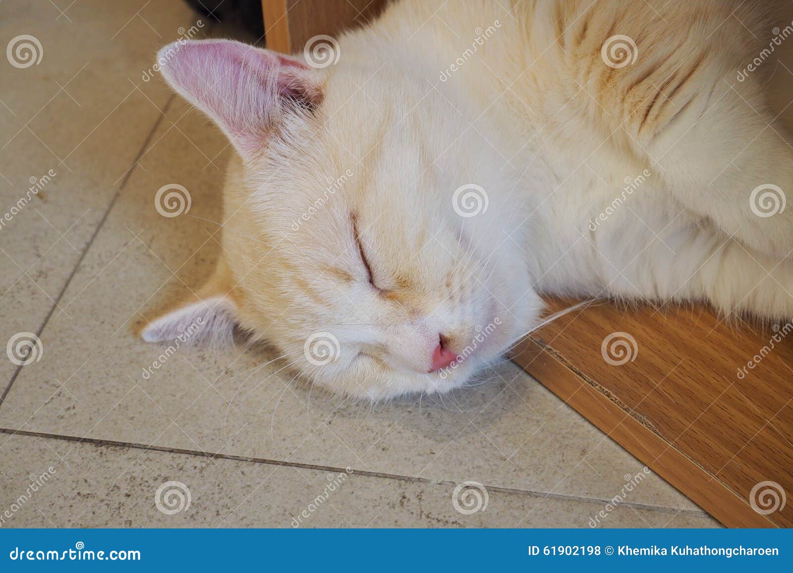 The cat stock photo. Image of sleepy, home, sleep, floor 61902198